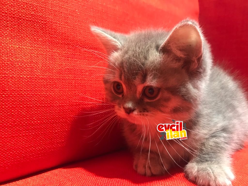 british shorthaır silver tabby 60 gnlük yavru