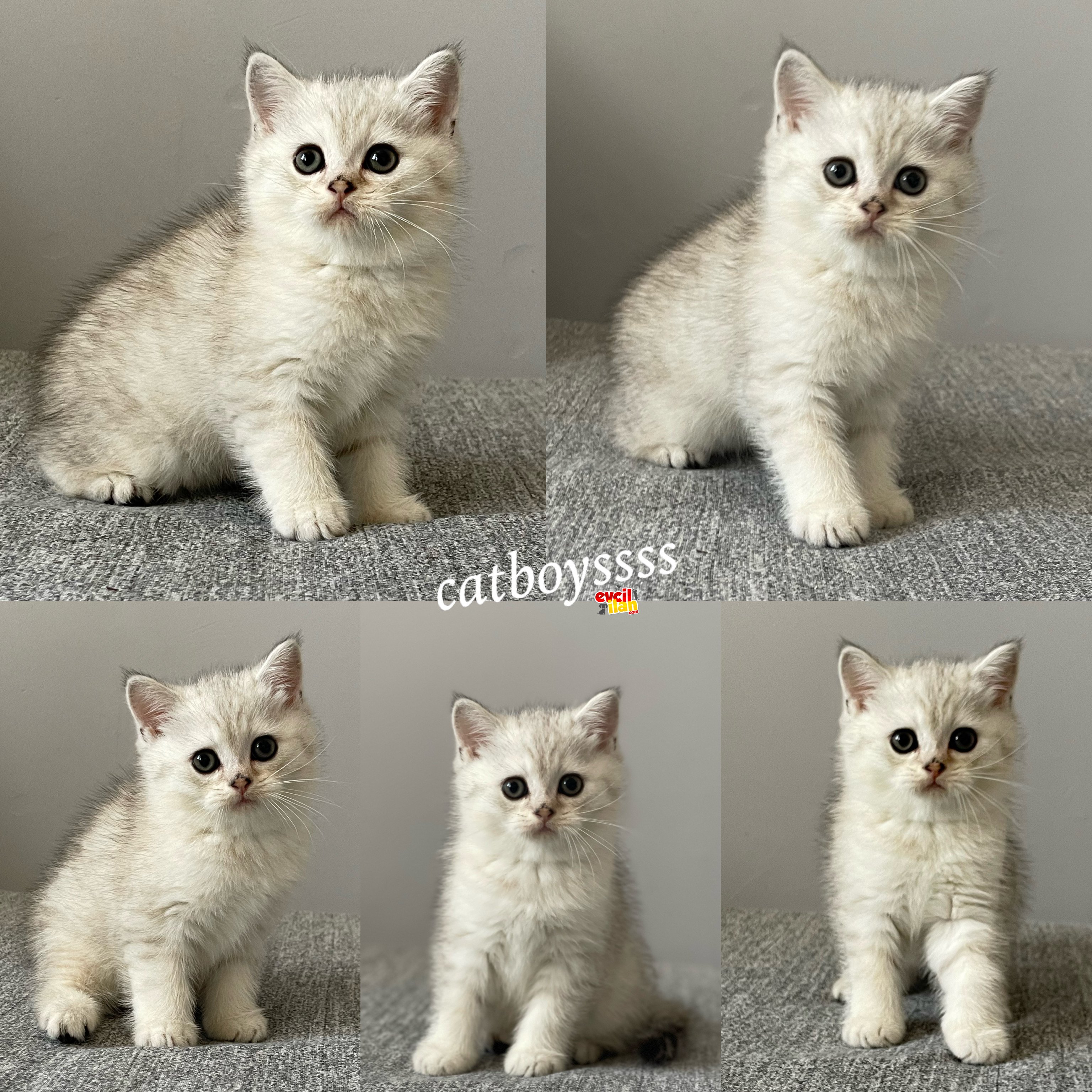 British shorthair silver tabby dişi ve erkek yavrular 