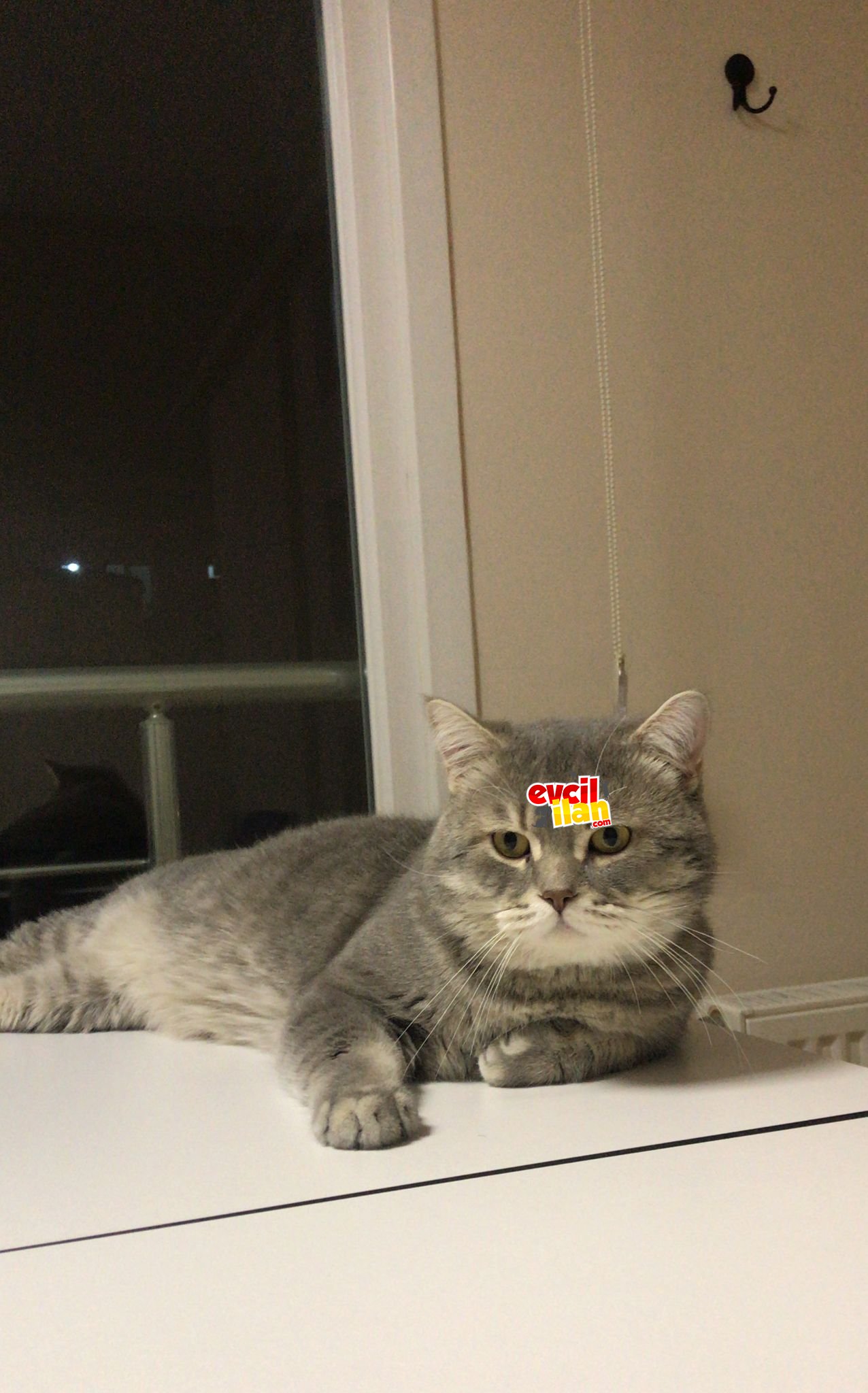 British Shorthair Silver Tabby kedi