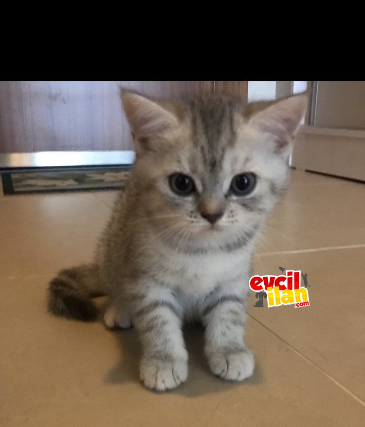 British Shorthair Silver Tabby