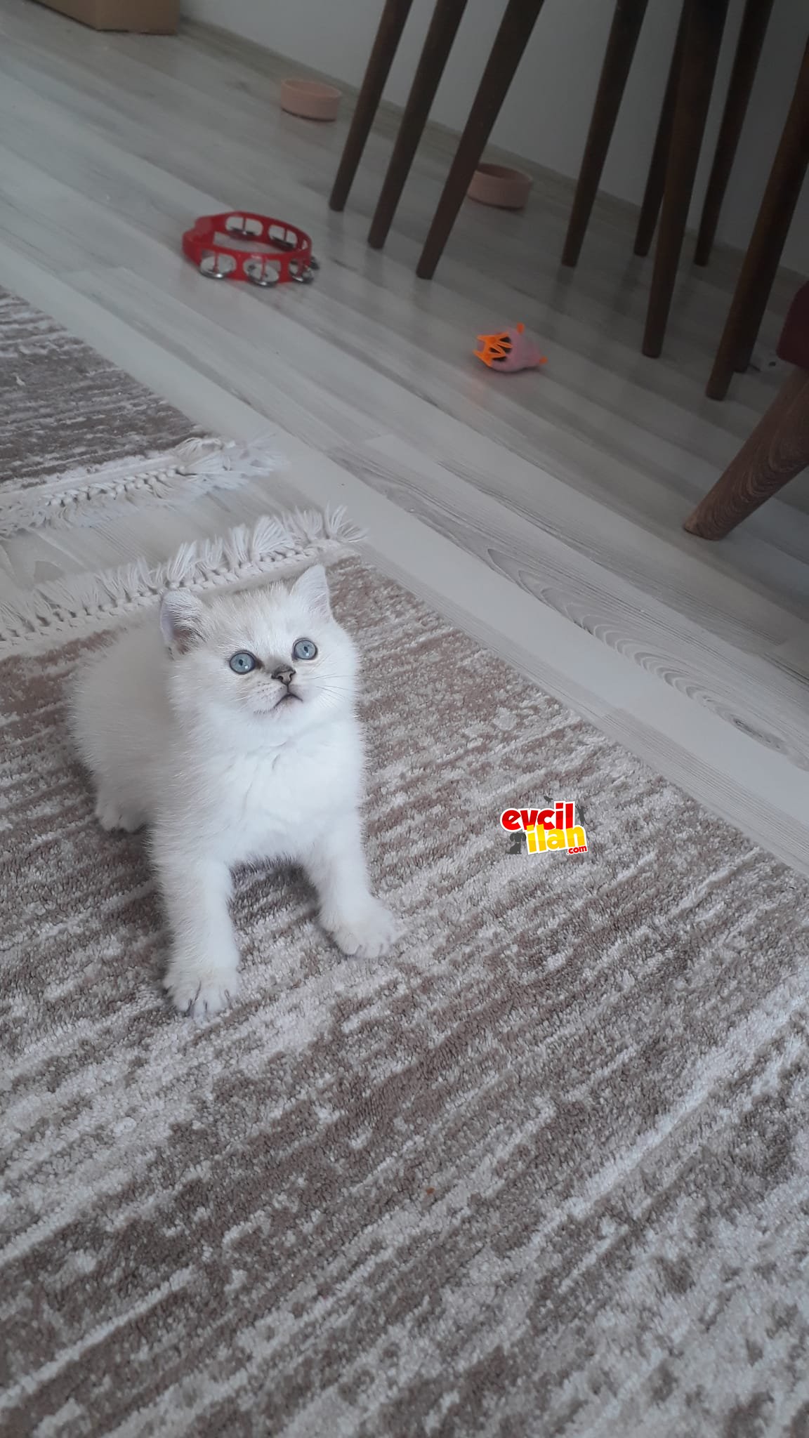 British shorthair silver 