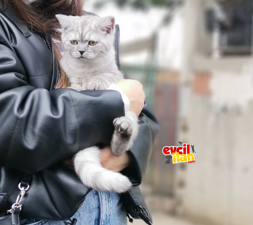 British shorthair silver 