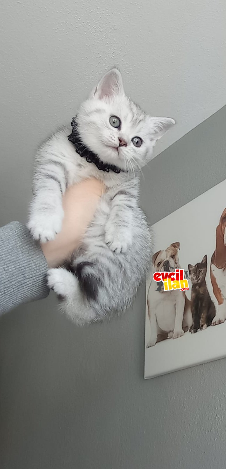 British Shorthair Silver 