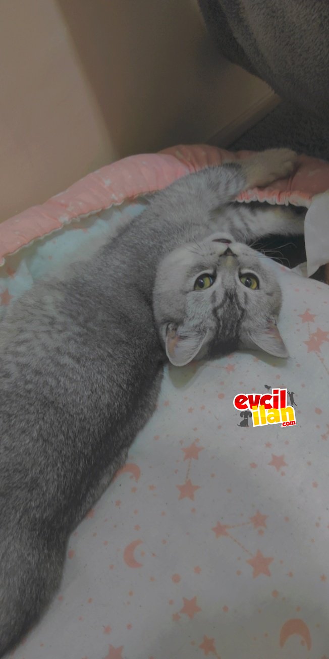 British shorthair silver 