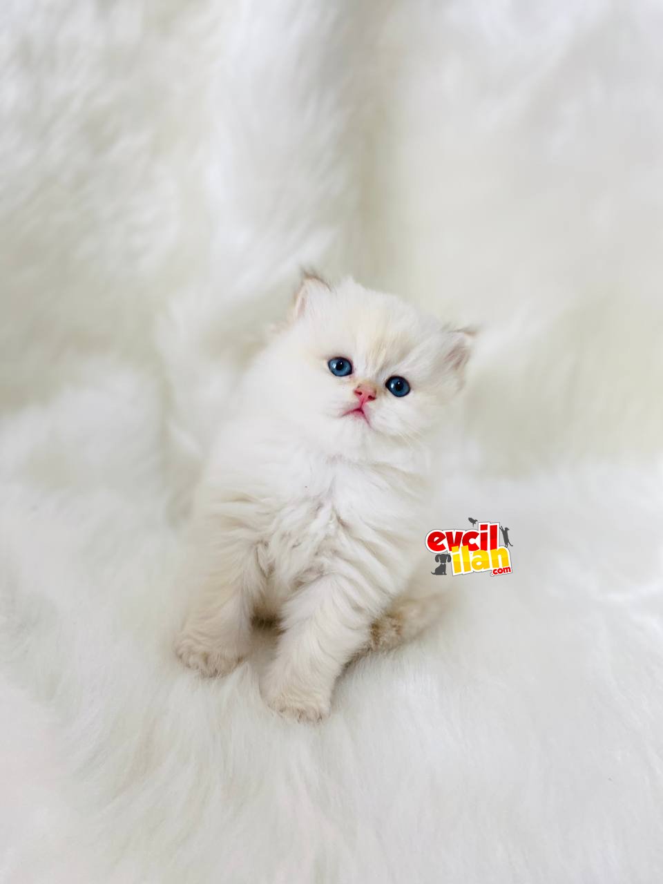 British Shorthair Ve British Longhair Show Kalite Yavrular