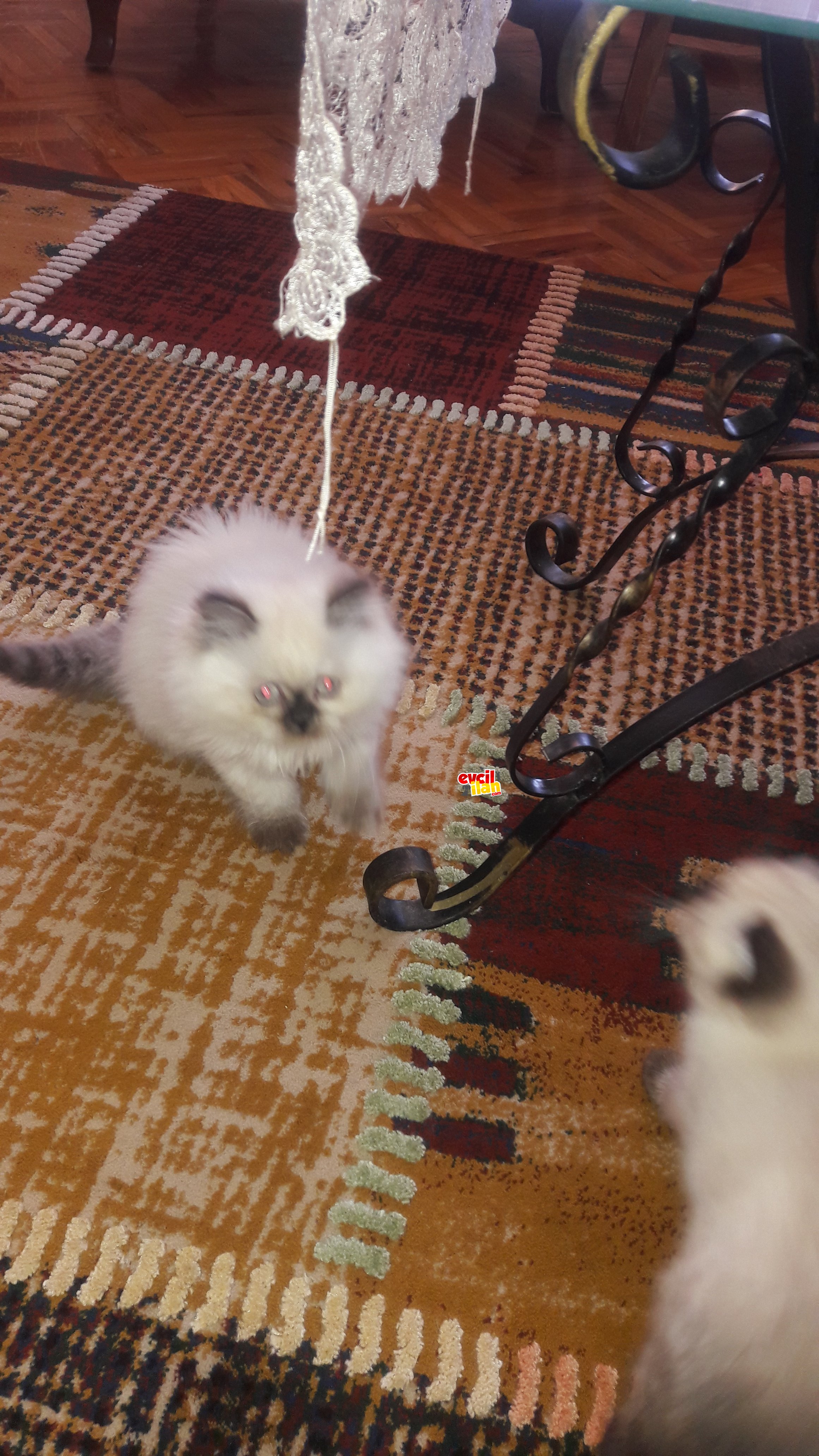 British shorthair ve long hair yavrular