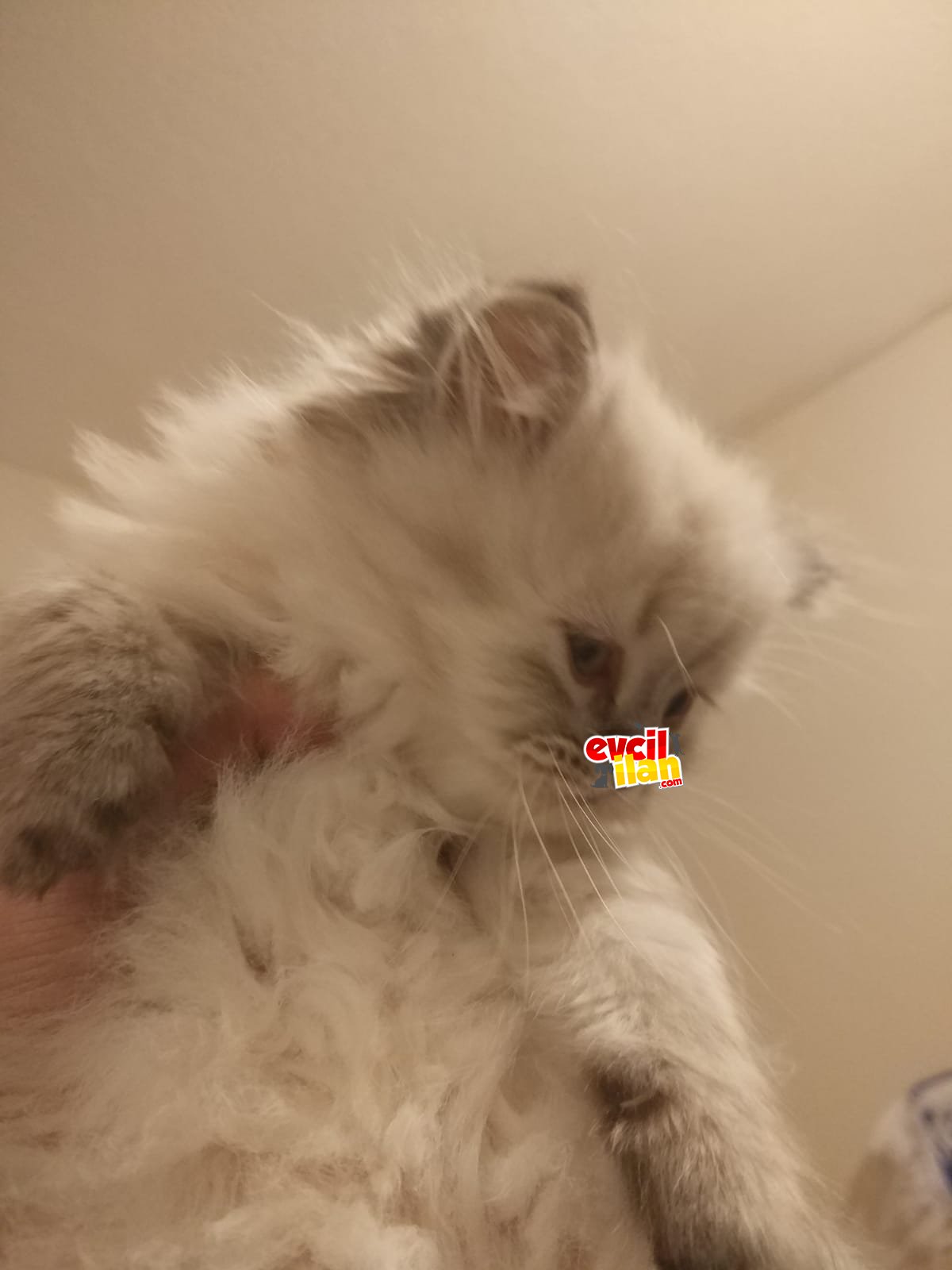 British shorthair ve long hair yavrular