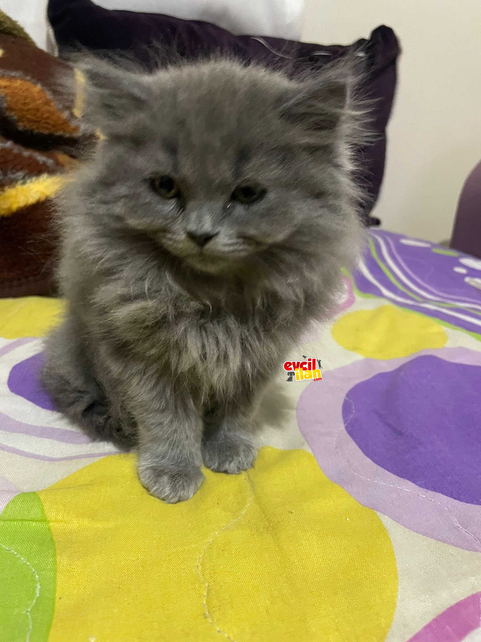 British SHORTHAIR ve LONGHAIR 2 farklı cins