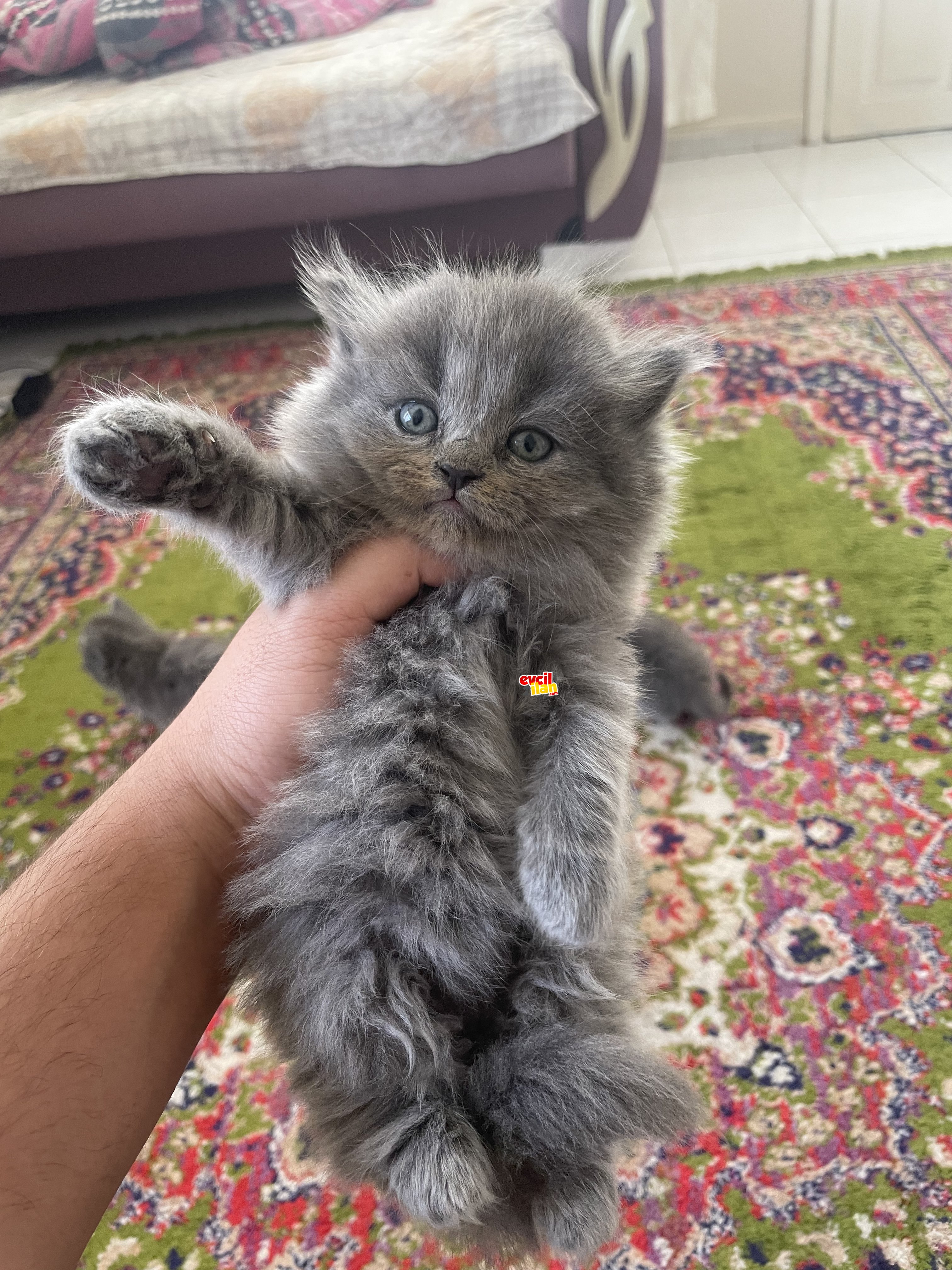 British Shorthair ve Longhair 