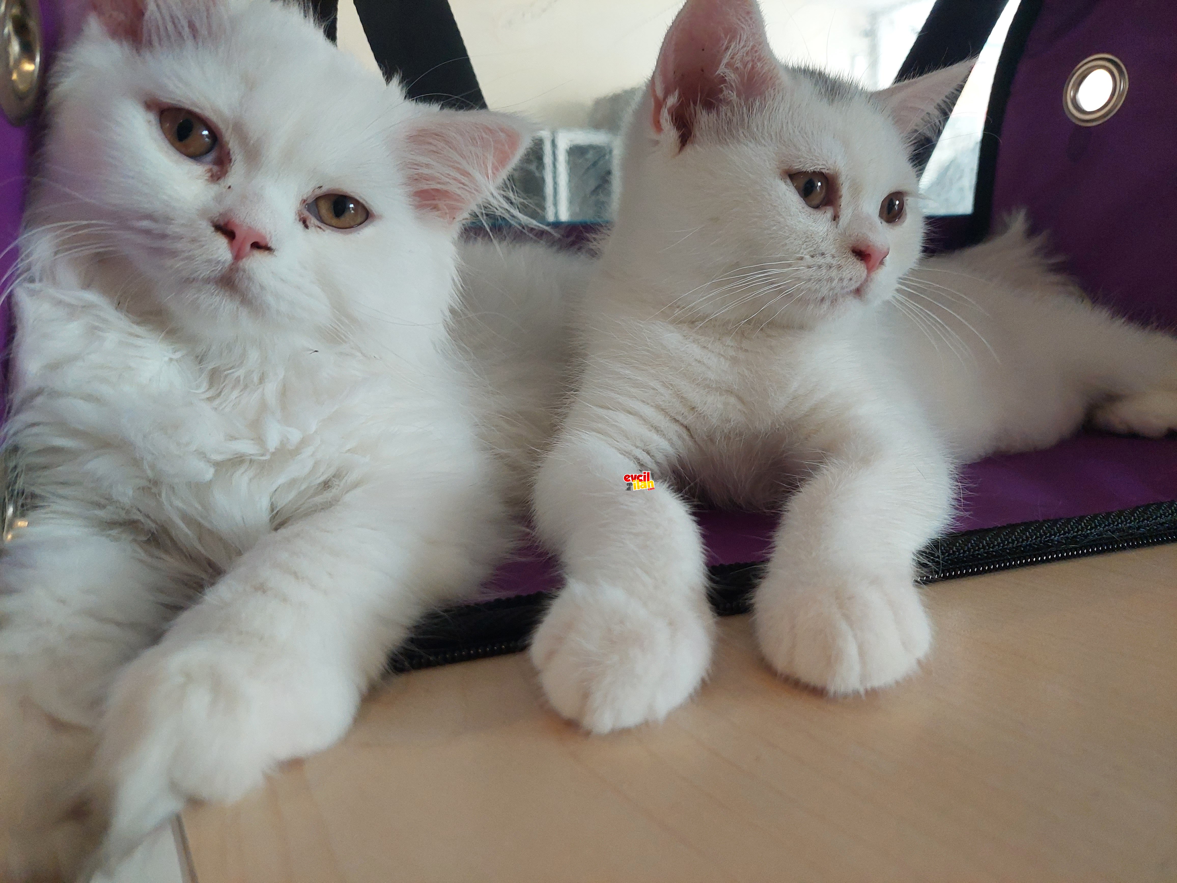 British shorthair ve longhair dişi yavrularım yeni sahiplerini bekliyor 