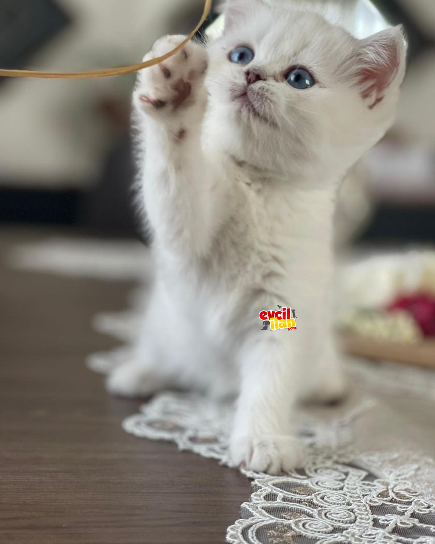 British shorthair ve longhair kardeşler 