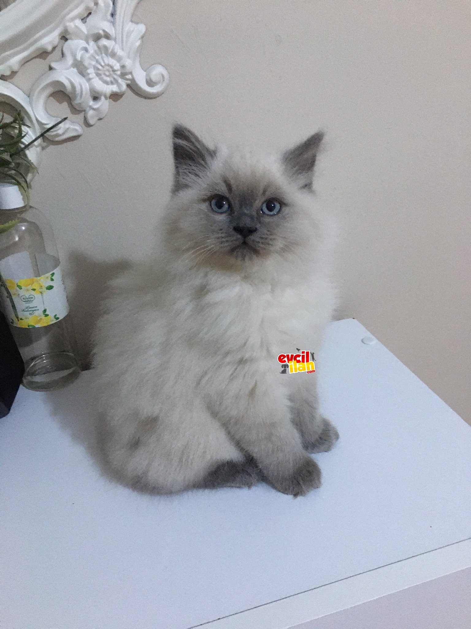 British shorthair ve longhair yavrular :)