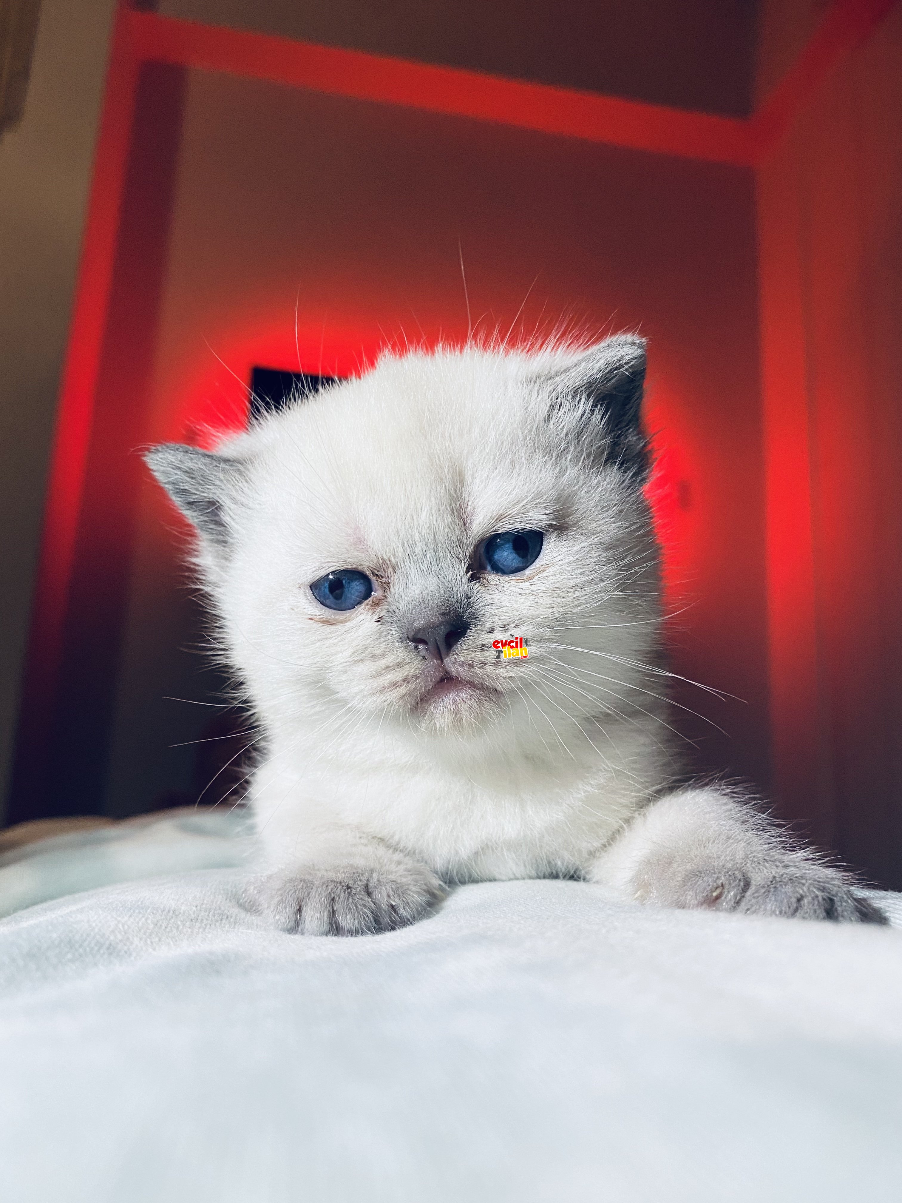 British Shorthair ve Longhair yavrularımız