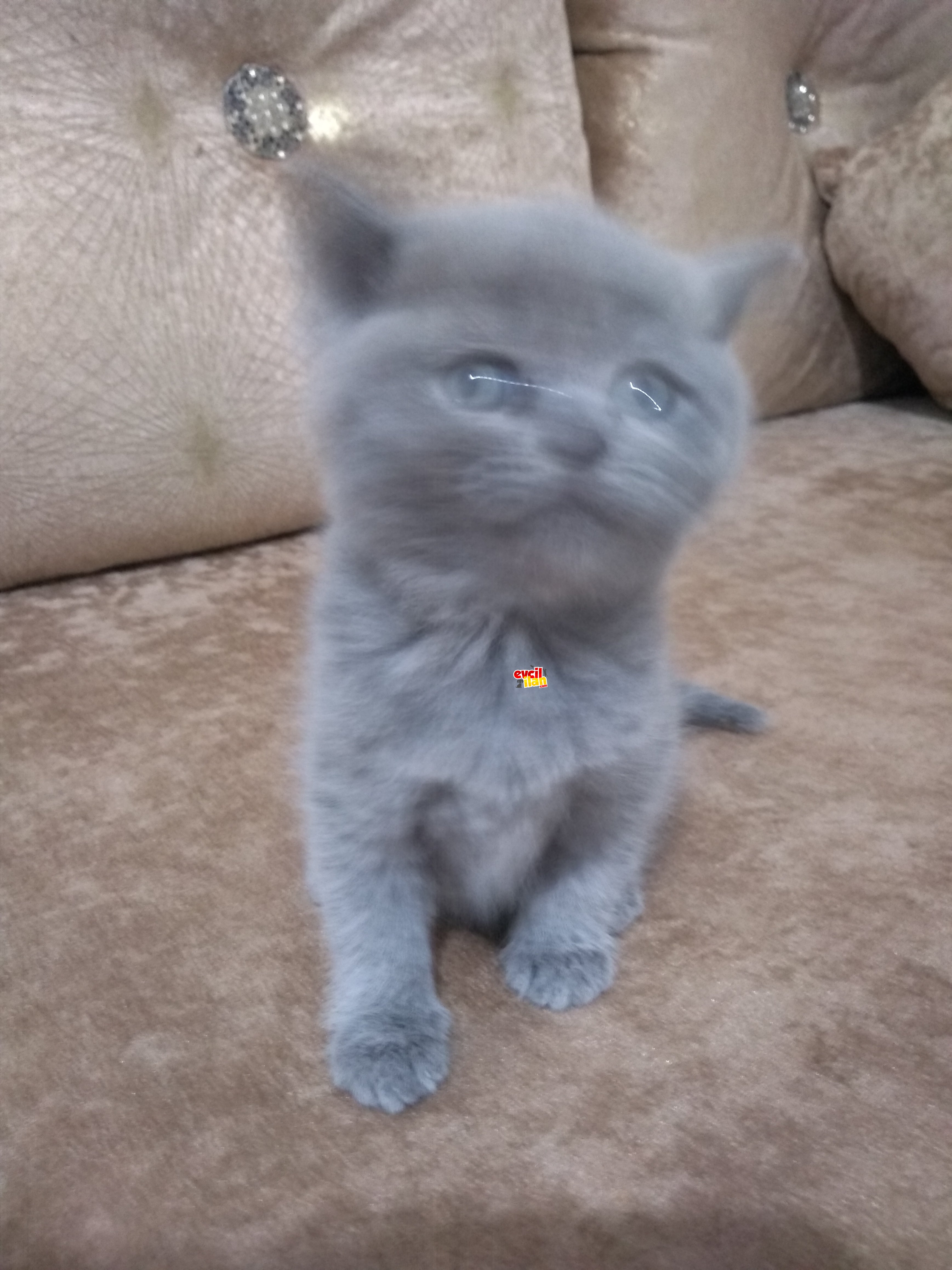 British shorthair ve longhair