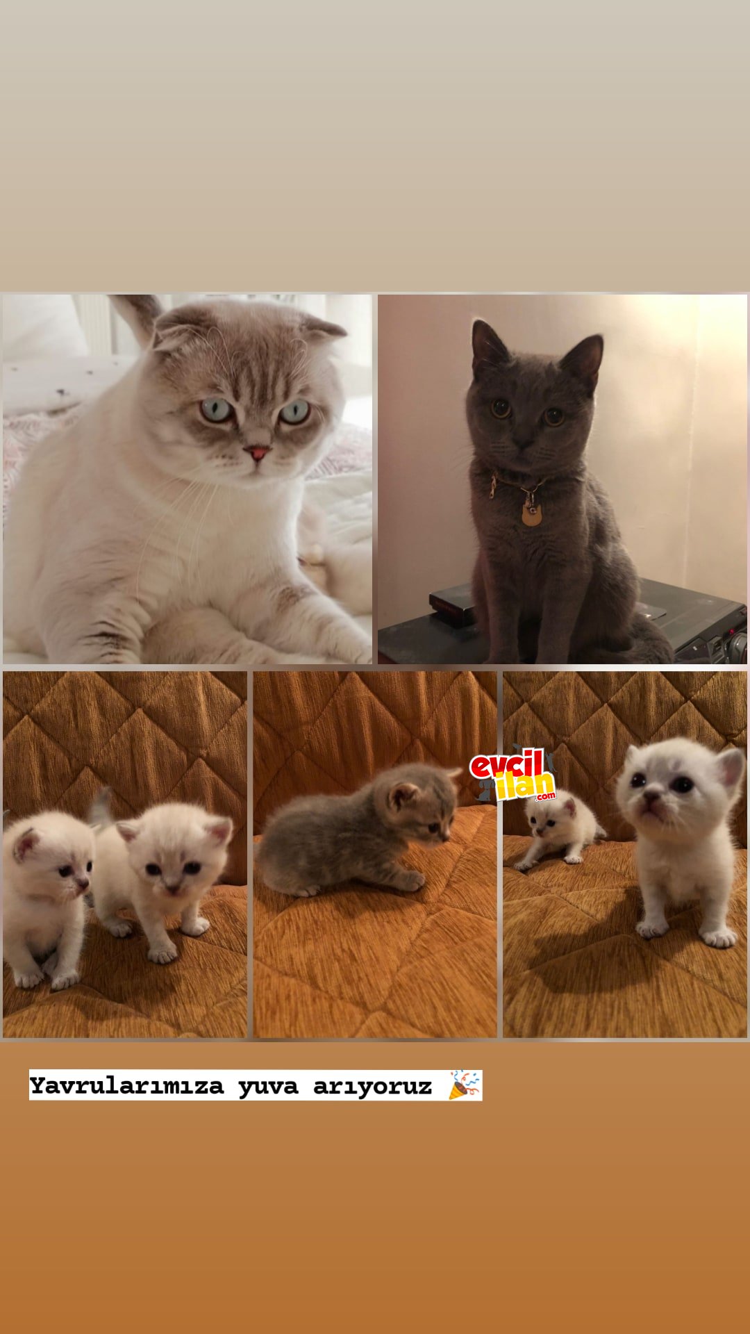 British shorthair ve lynx point