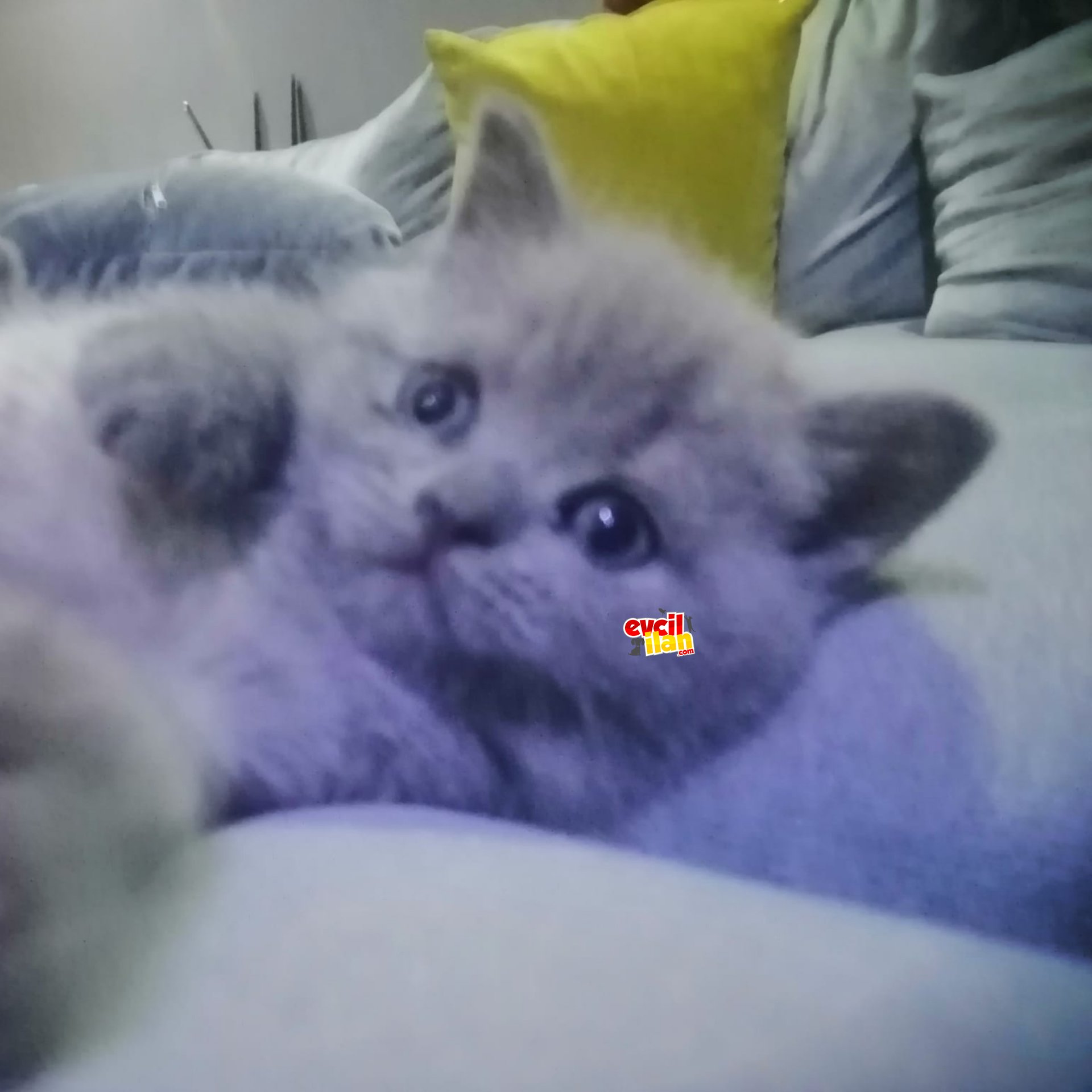 british shorthair ve scotish fold yavrular