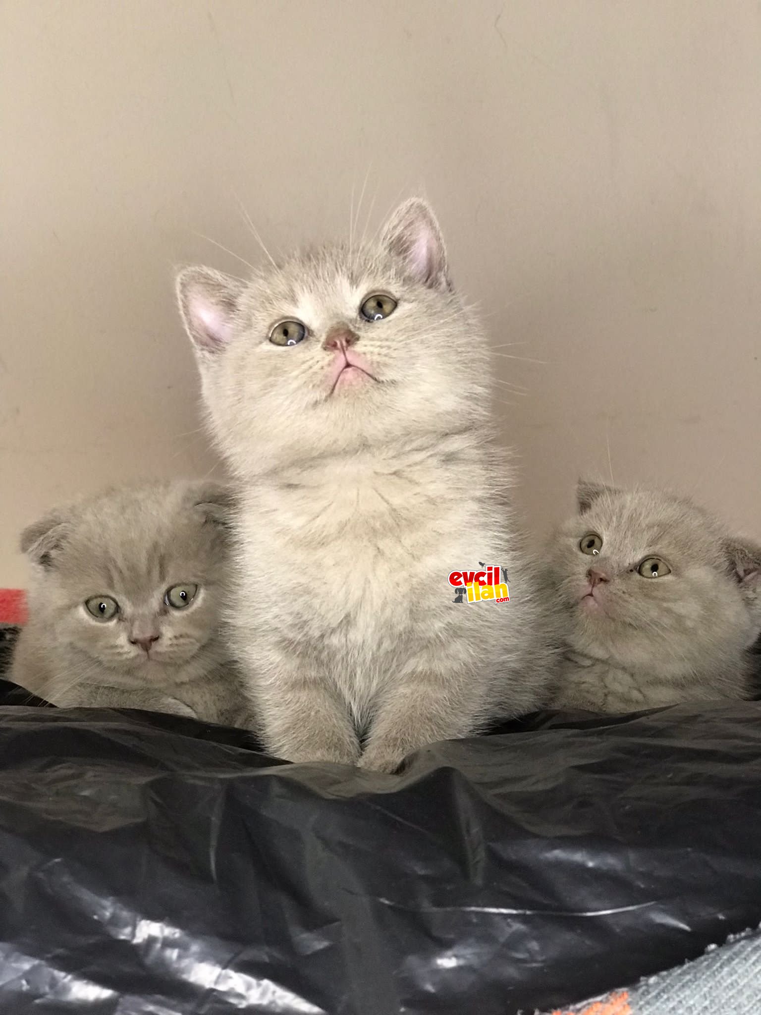 British shorthair ve Scottish fold yavrular 