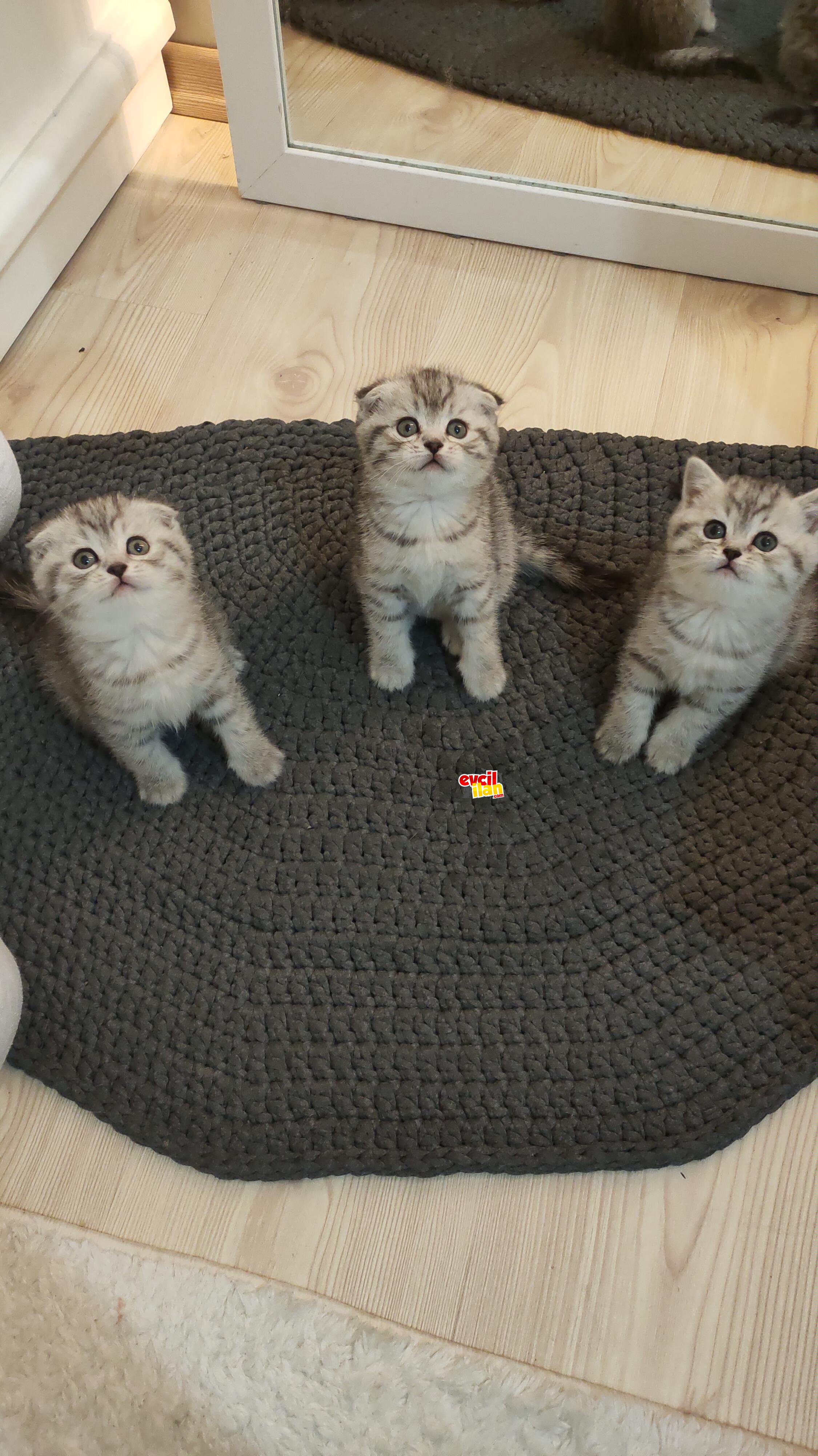 british shorthair ve scottish fold yavrular