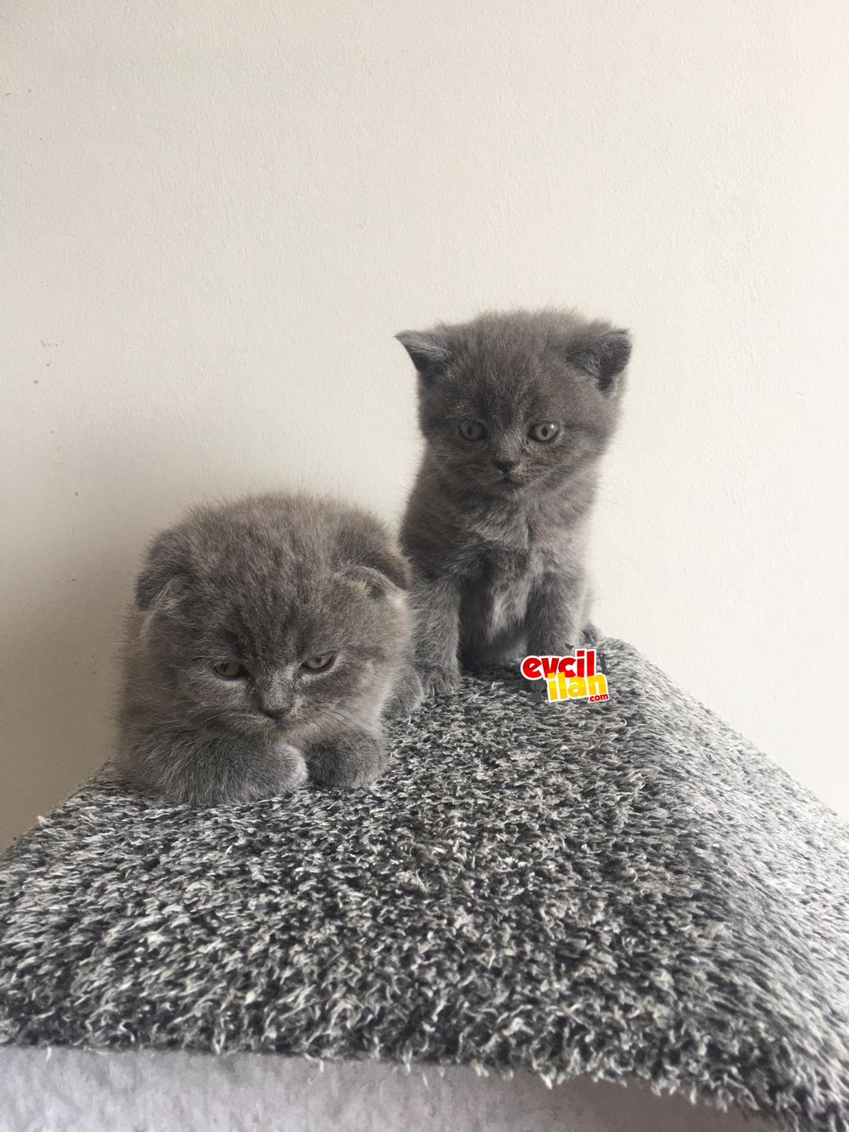 British Shorthair ve scottish Fold yavrularımız