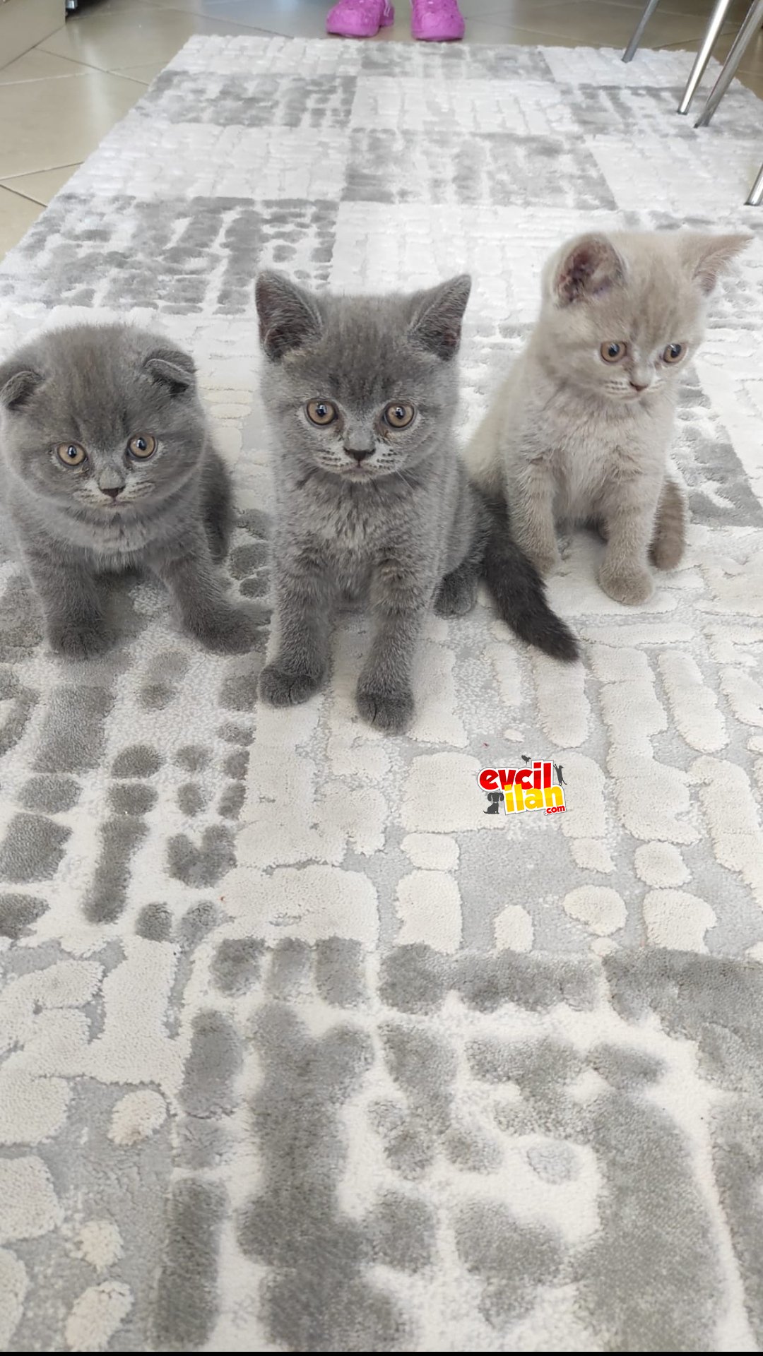 British Shorthair ve Scottish Fold yavrularımız 