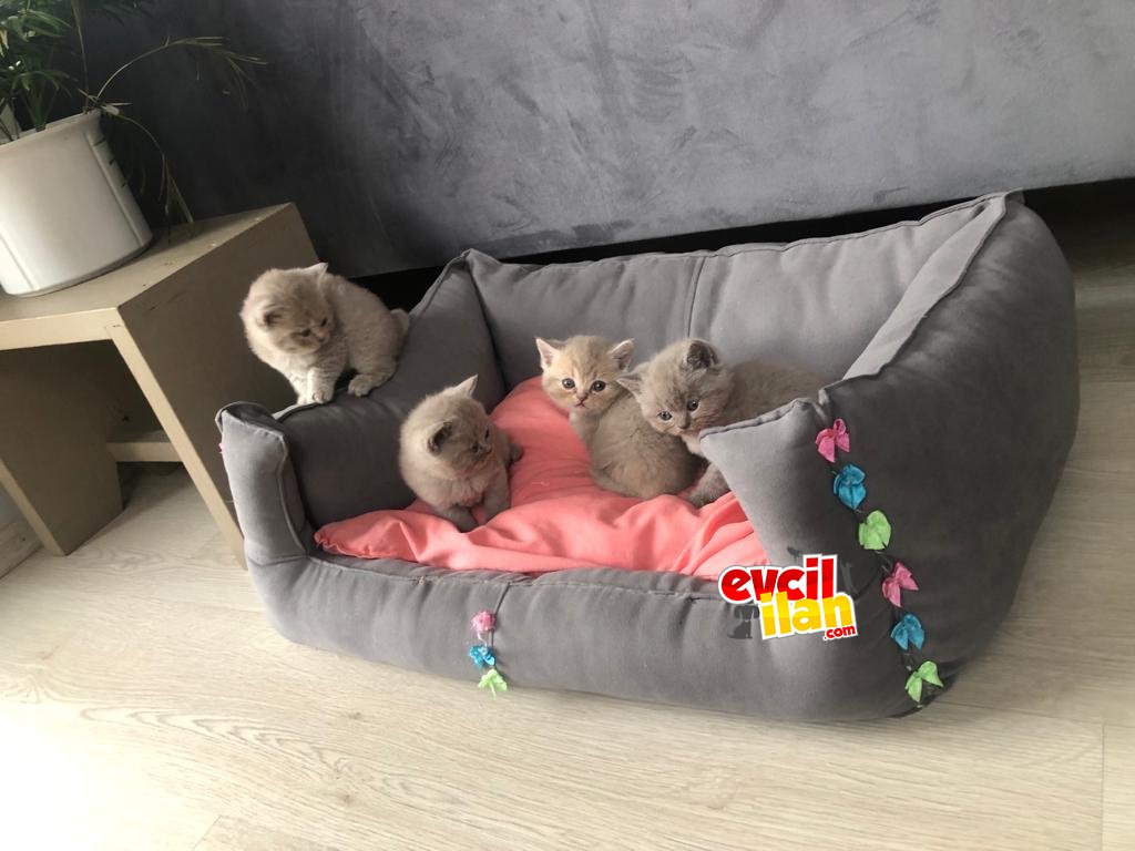 British Shorthair ve Scottish Shorthair yavruları