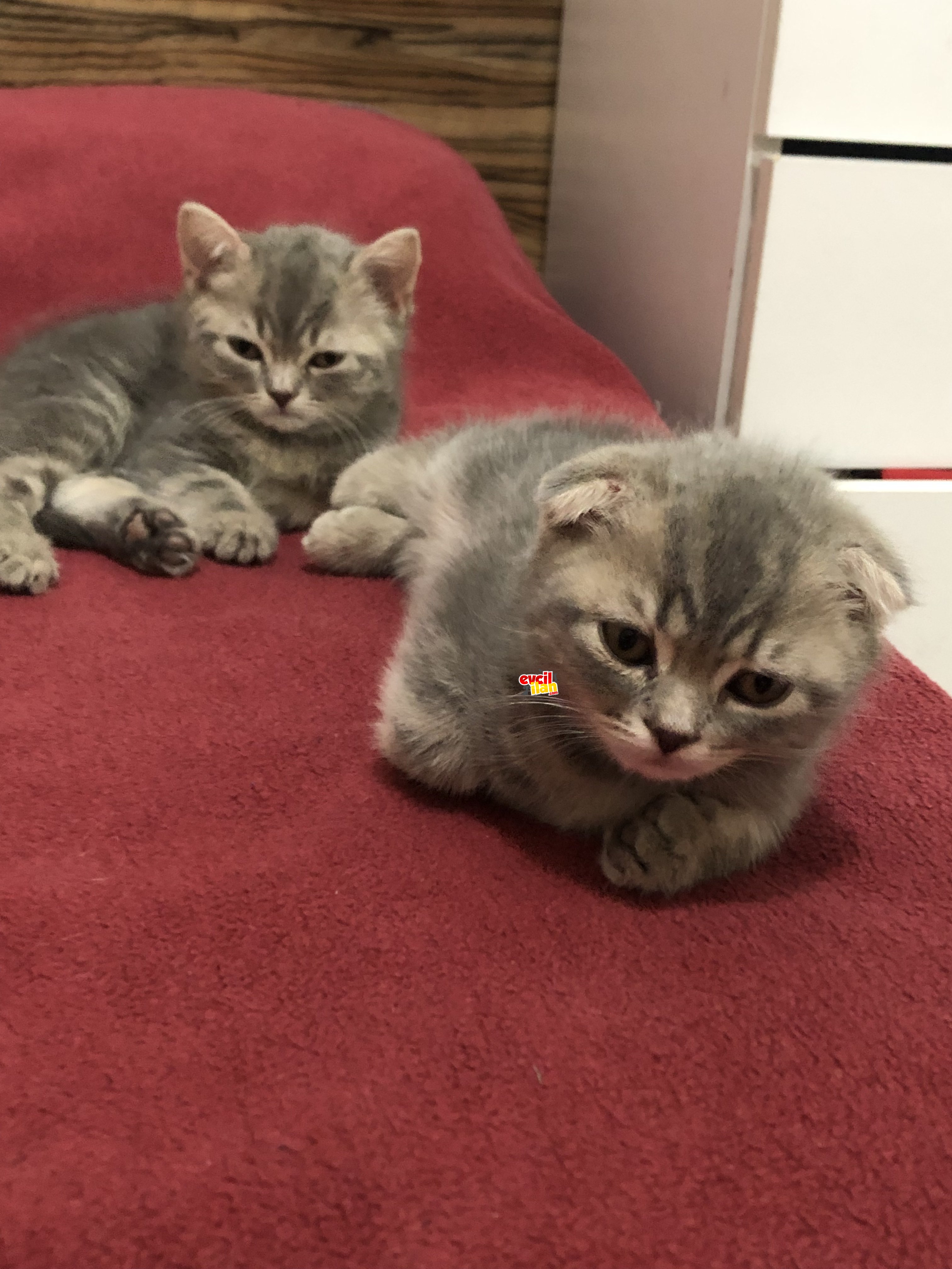 British shorthair ve Scottish taby yavrular