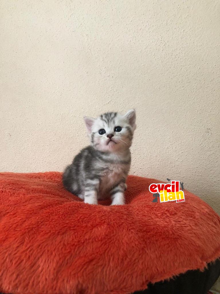 British shorthair ve Silver cinsi bebislerimize ömürlük yuva ariyoruz 