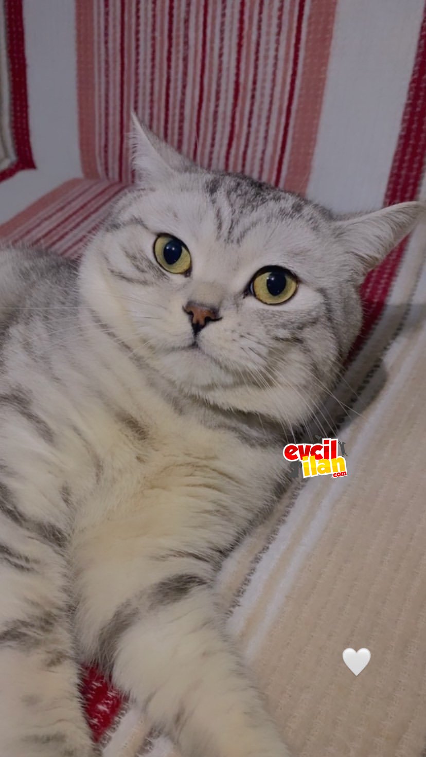 british shorthair wayt