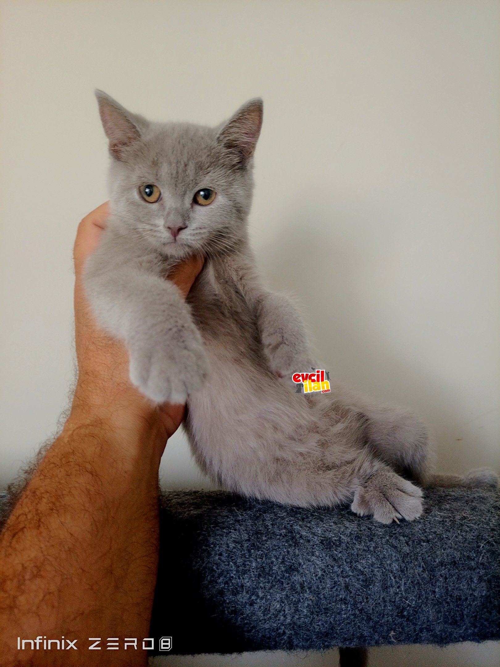 British shorthair yaveumuz