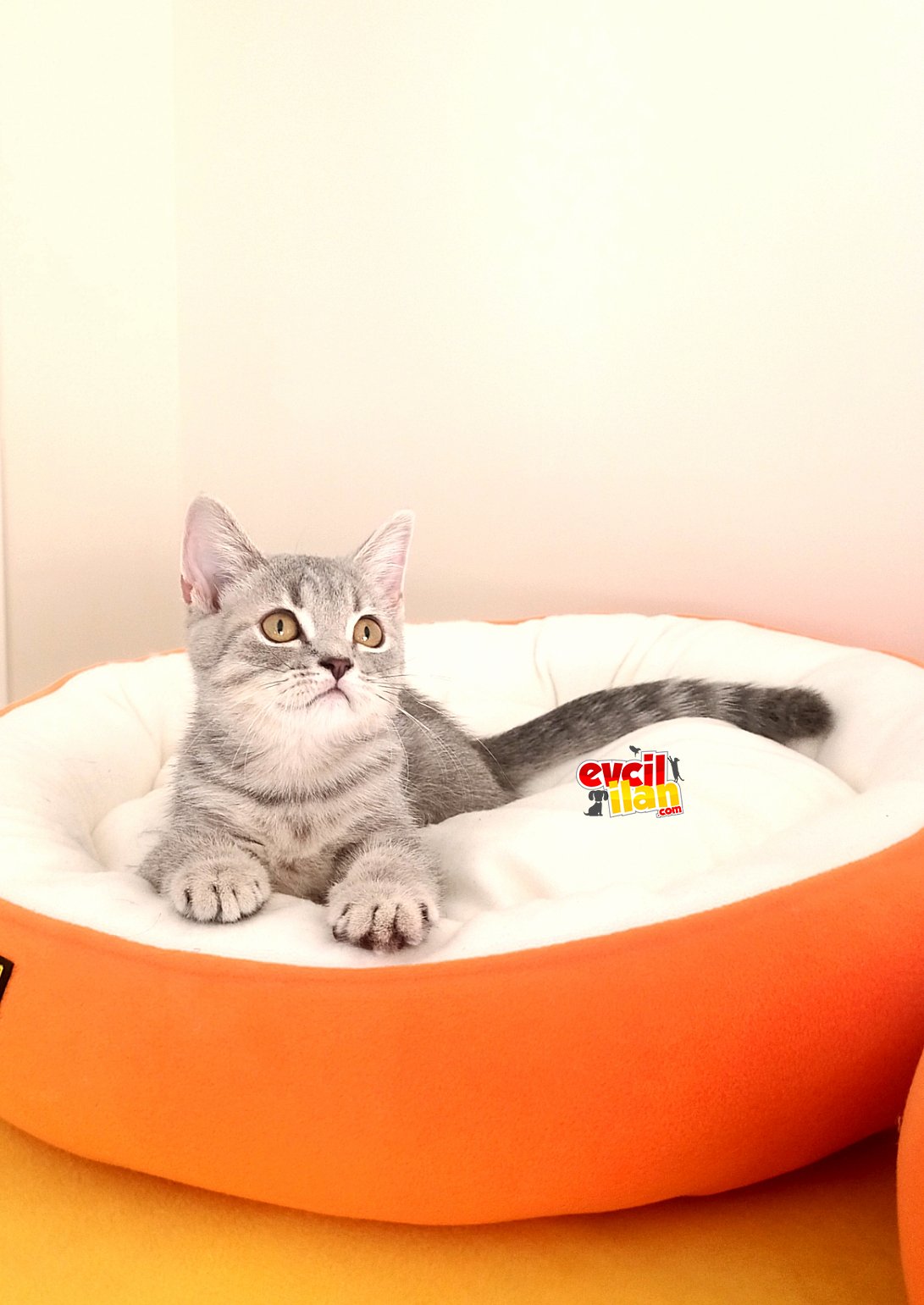 British shorthair yaveumuz