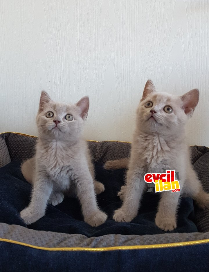 British shorthair yaveumuz