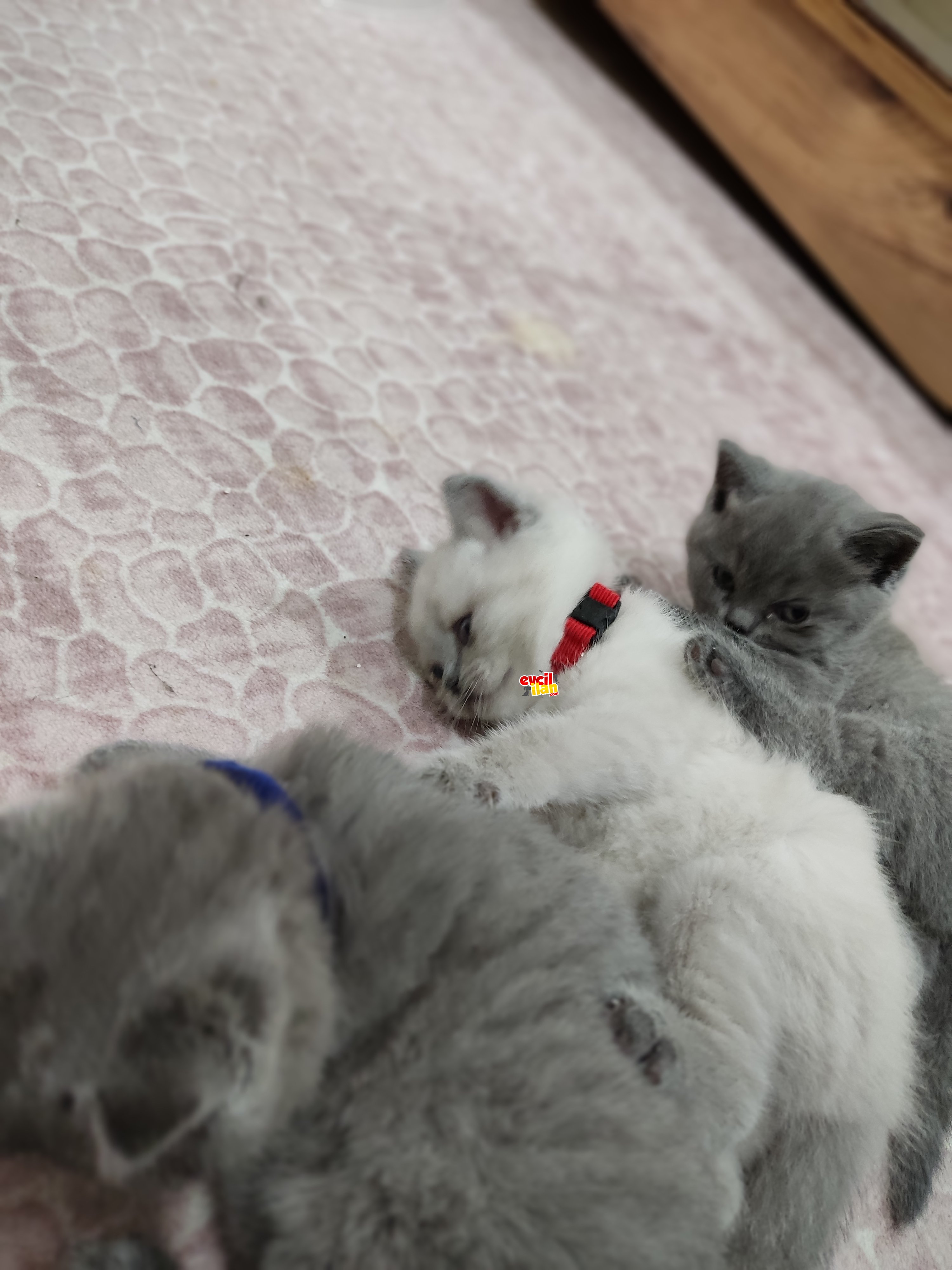 British shorthair yavru 4 adet 