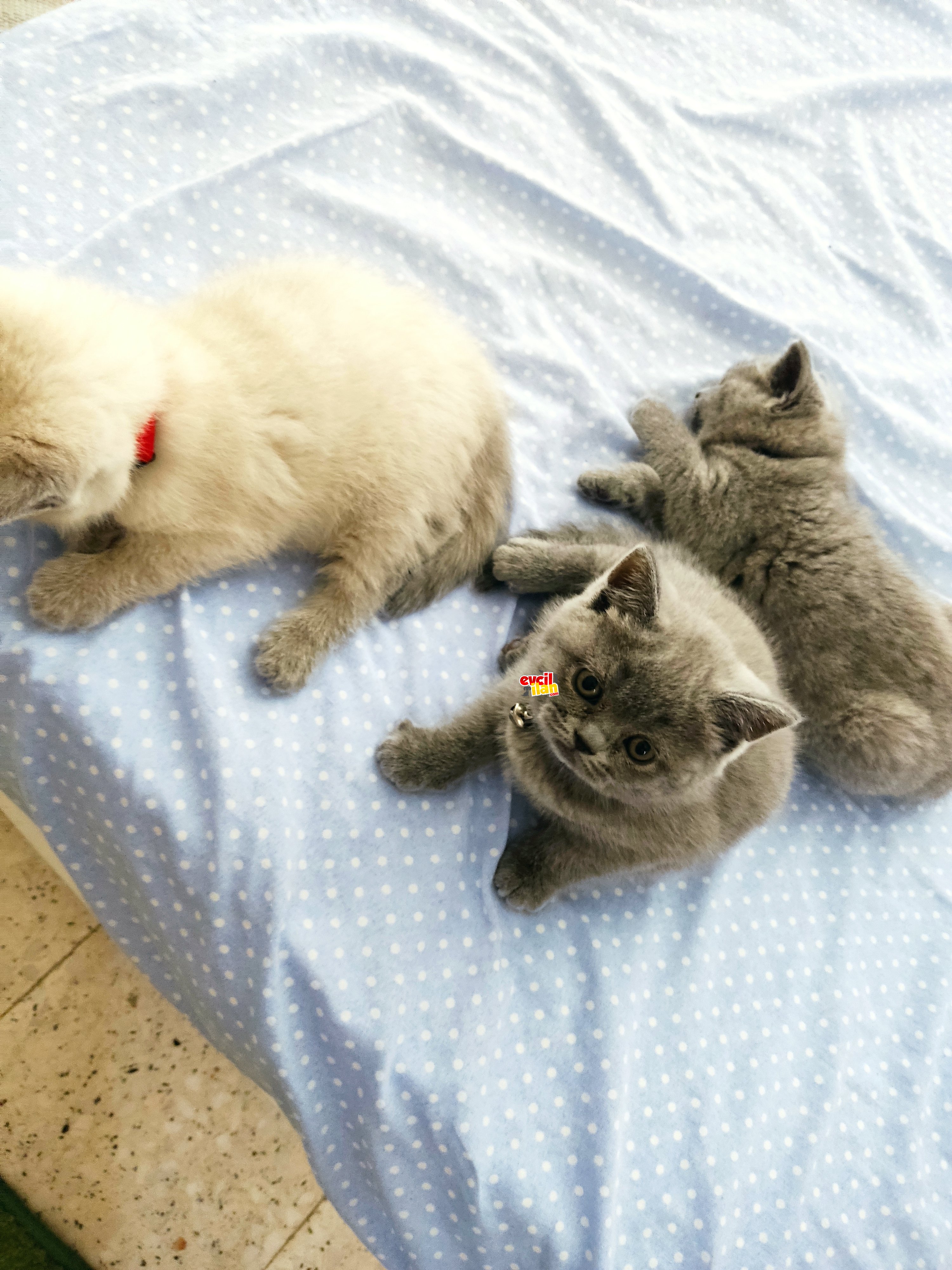 British shorthair yavru 4 adet 