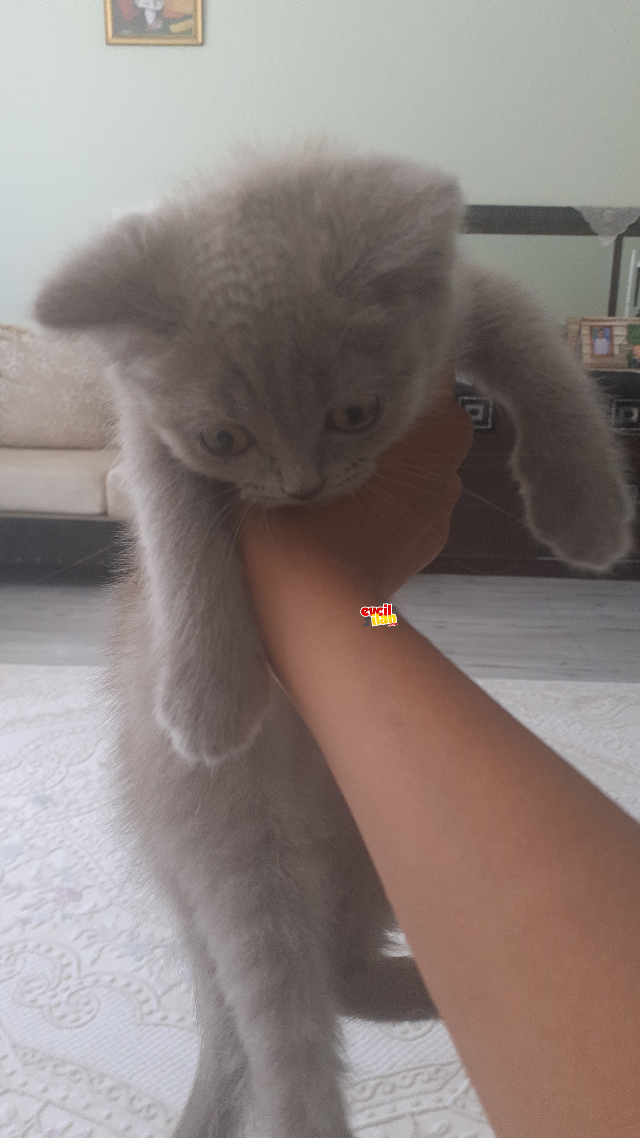 British shorthair yavru acil yuva