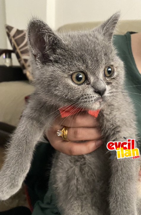 British Shorthair yavru dişi kedi