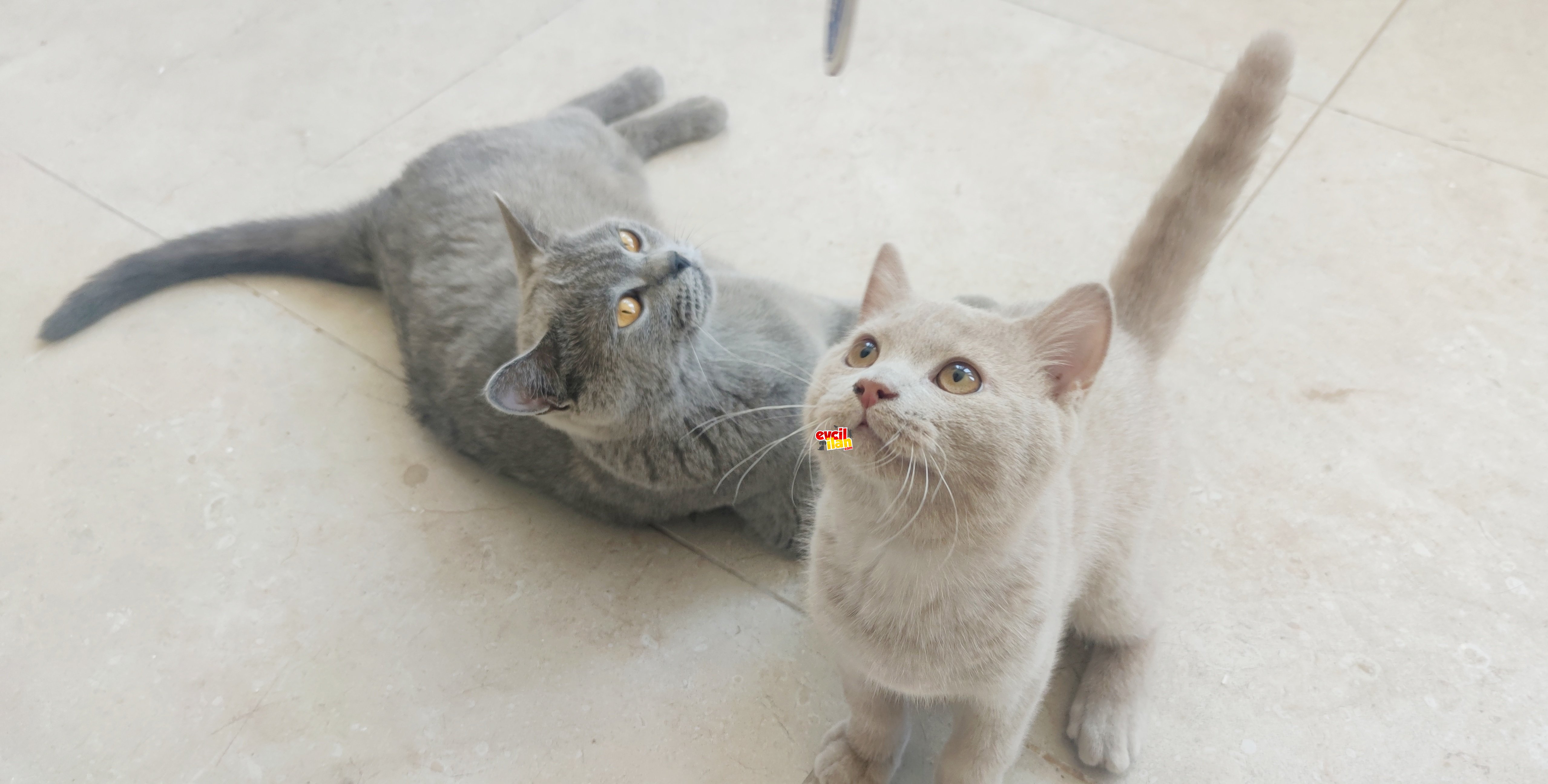 British Shorthair YAVRU, Fawn Renk