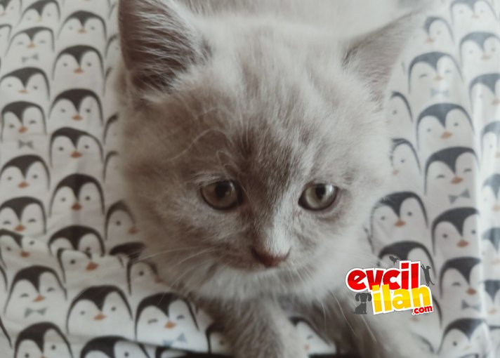 British shorthair yavru kedi