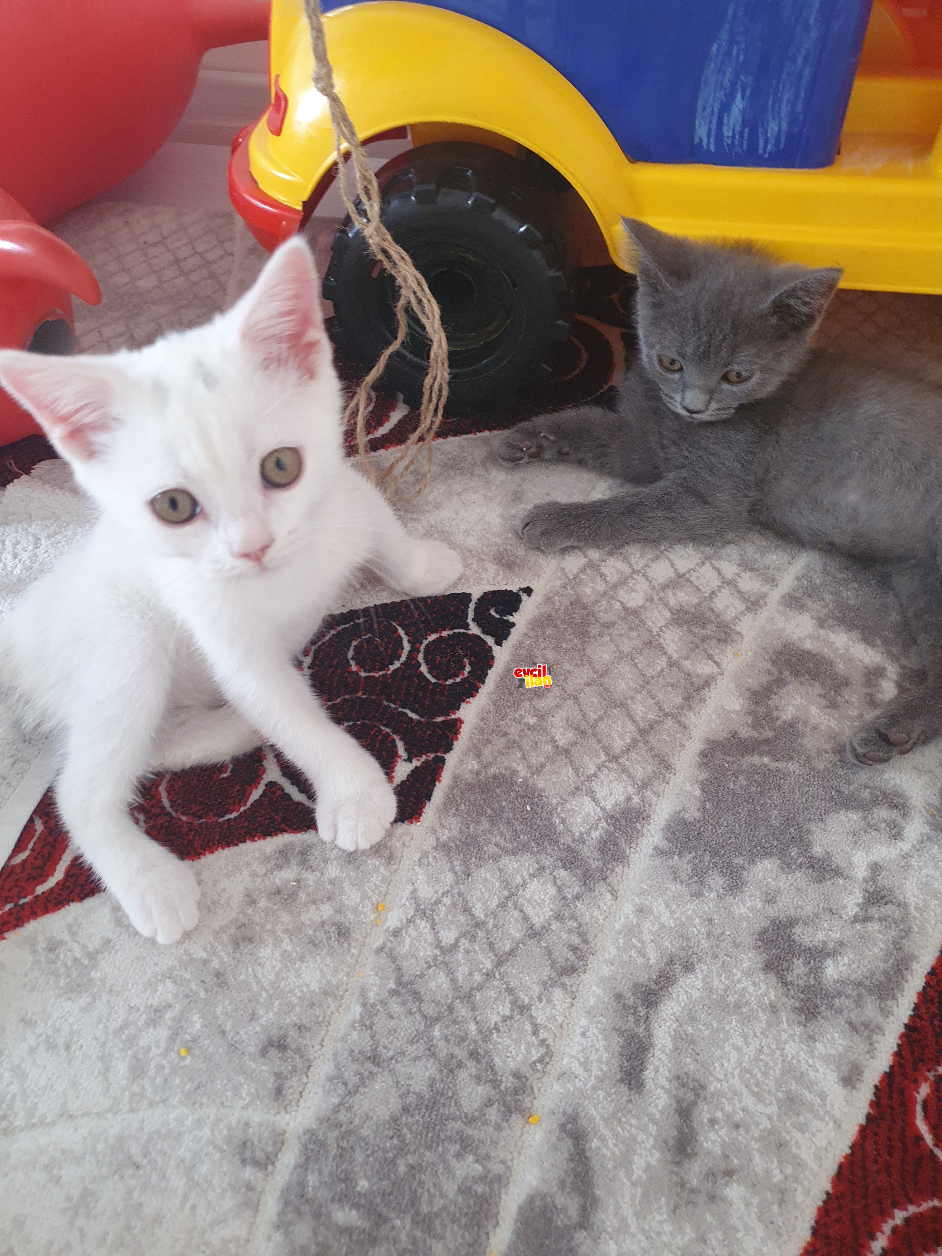 British shorthair yavru 