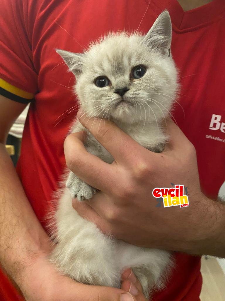 BRİTİSH SHORTHAİR YAVRU