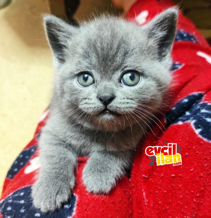 British Shorthair Yavru 