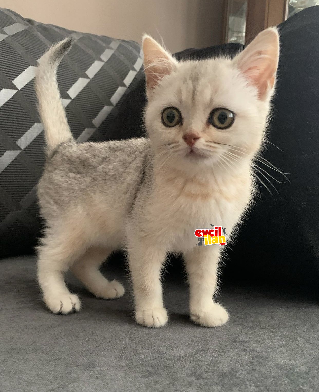 British Shorthair Yavru 