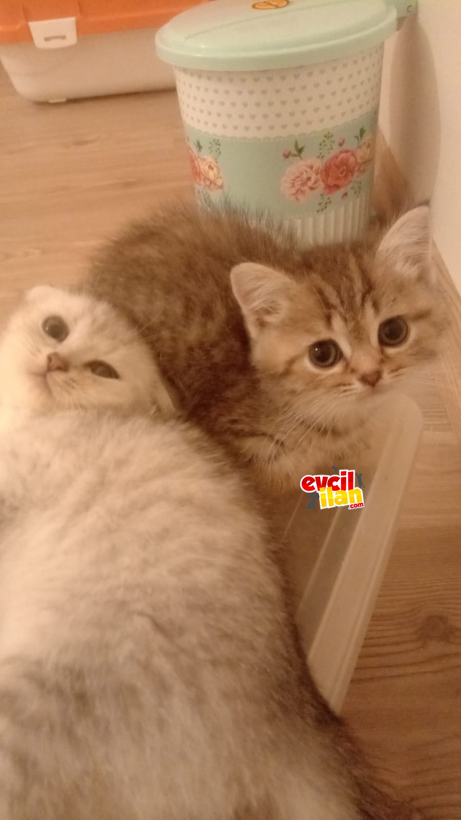 British shorthair yavrular 2 aylık