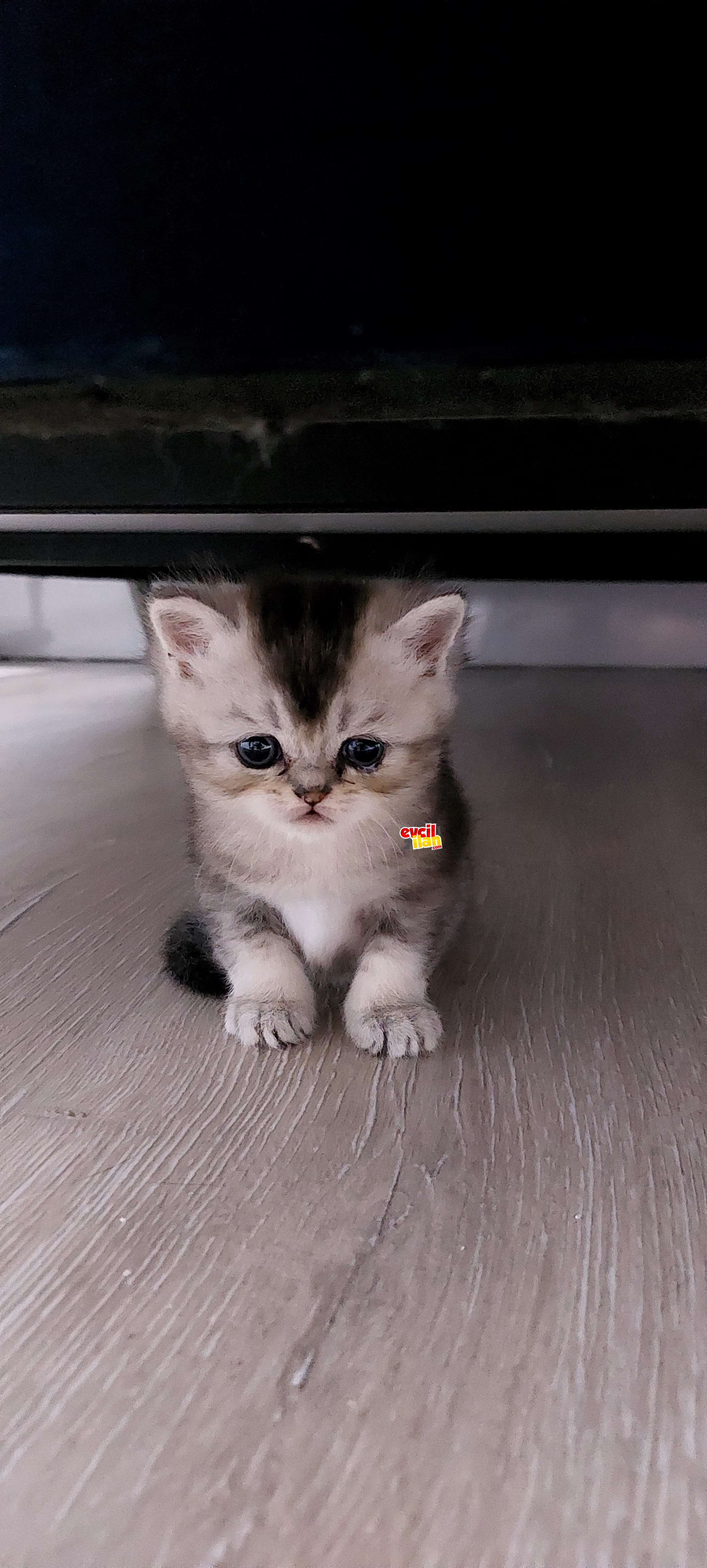 British shorthair yavrular 2 dişi 1 erkek 