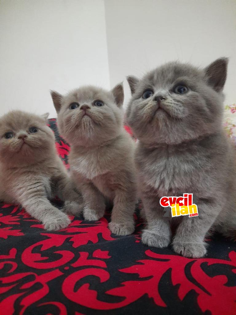 British shorthair yavrular manisa