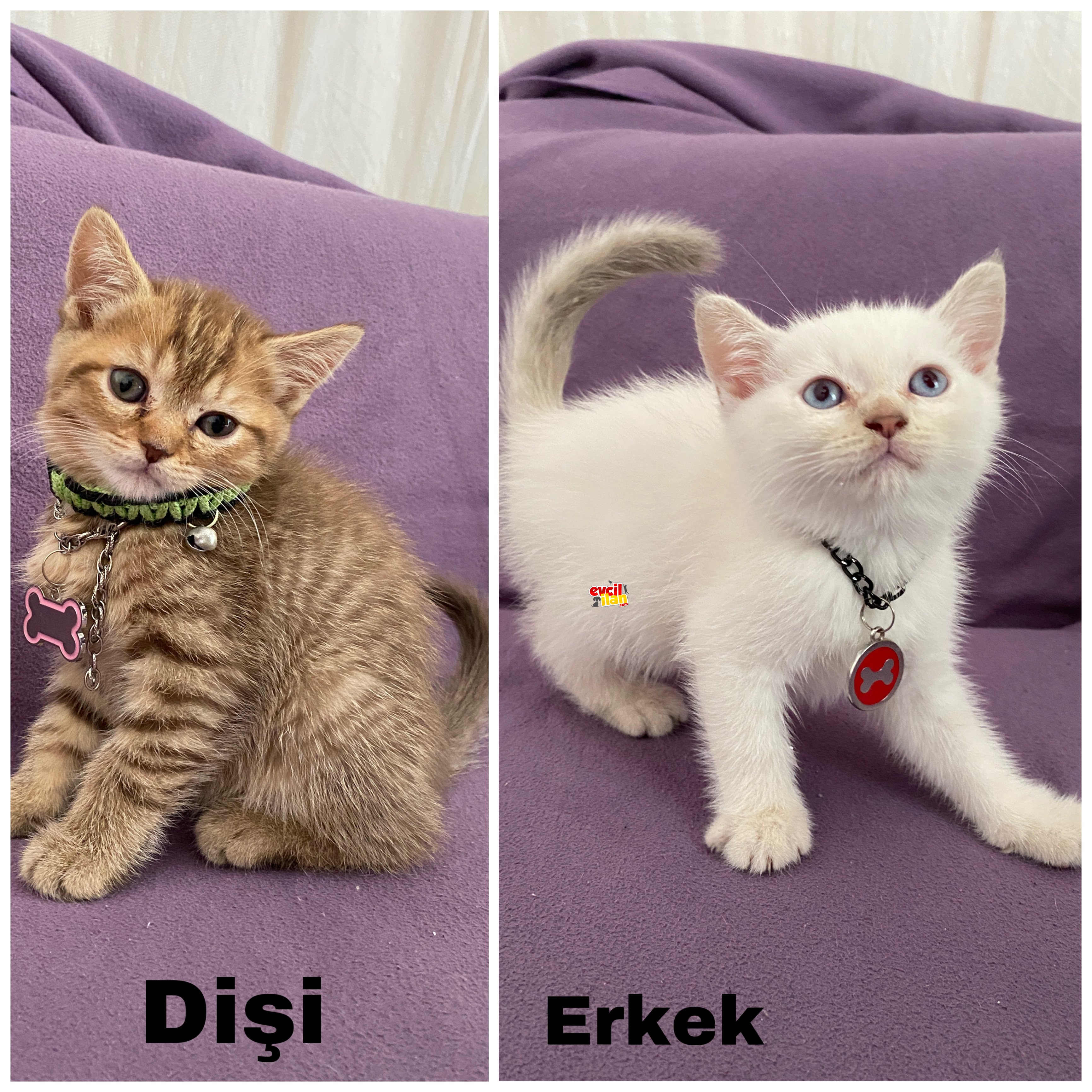 British shorthair yavrular