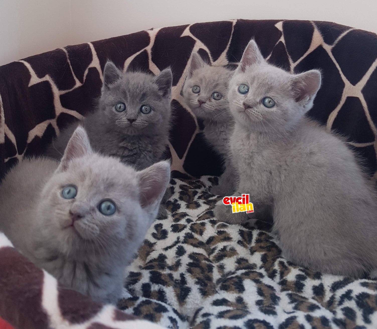 British shorthair yavrular