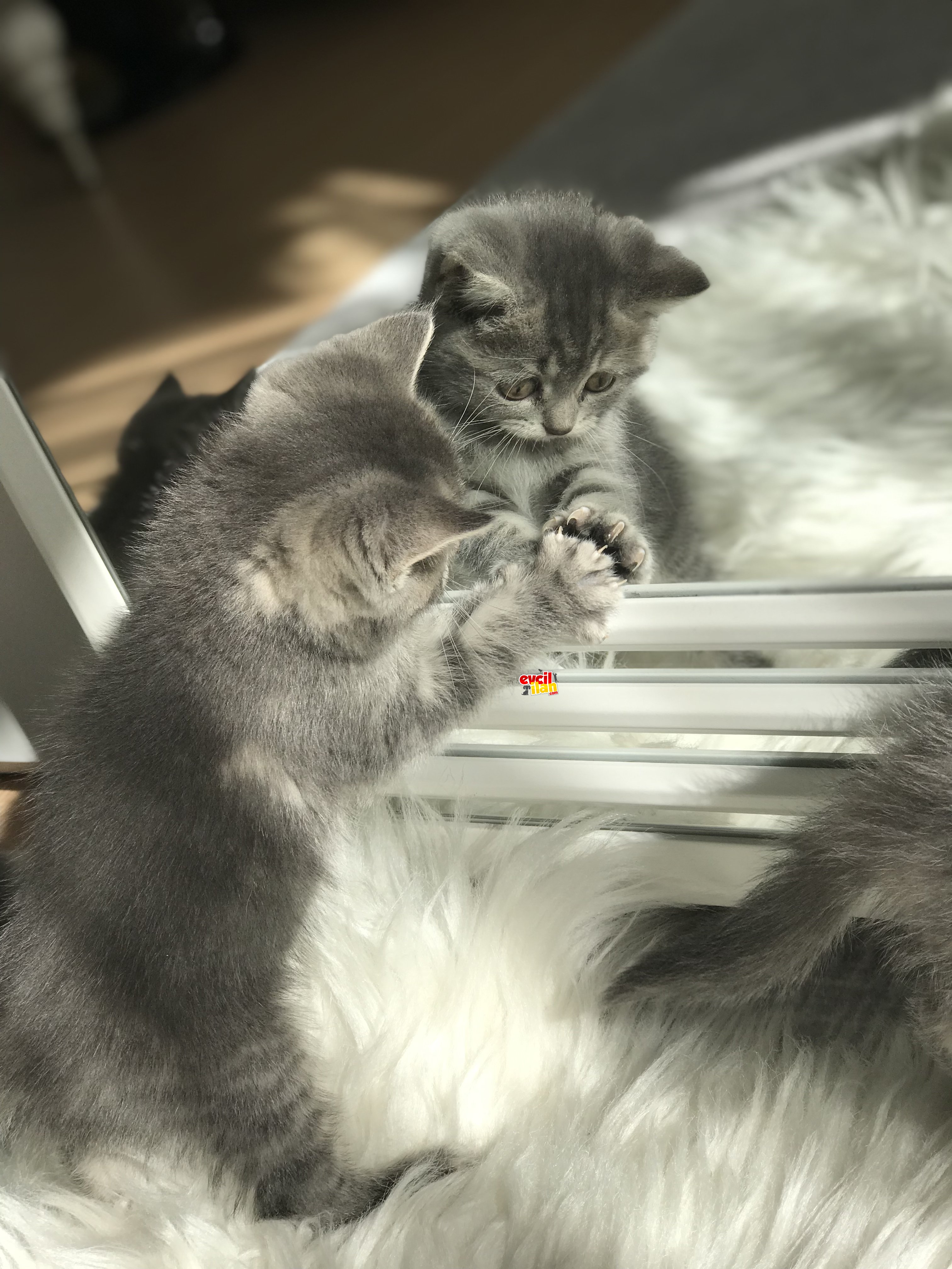 British Shorthair Yavrular