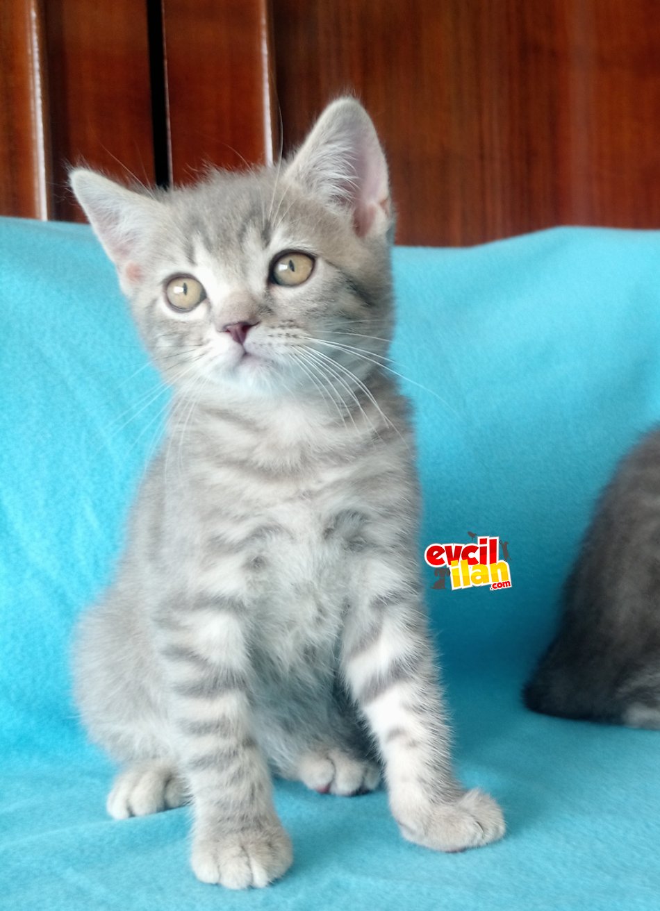 British shorthair yavrular 