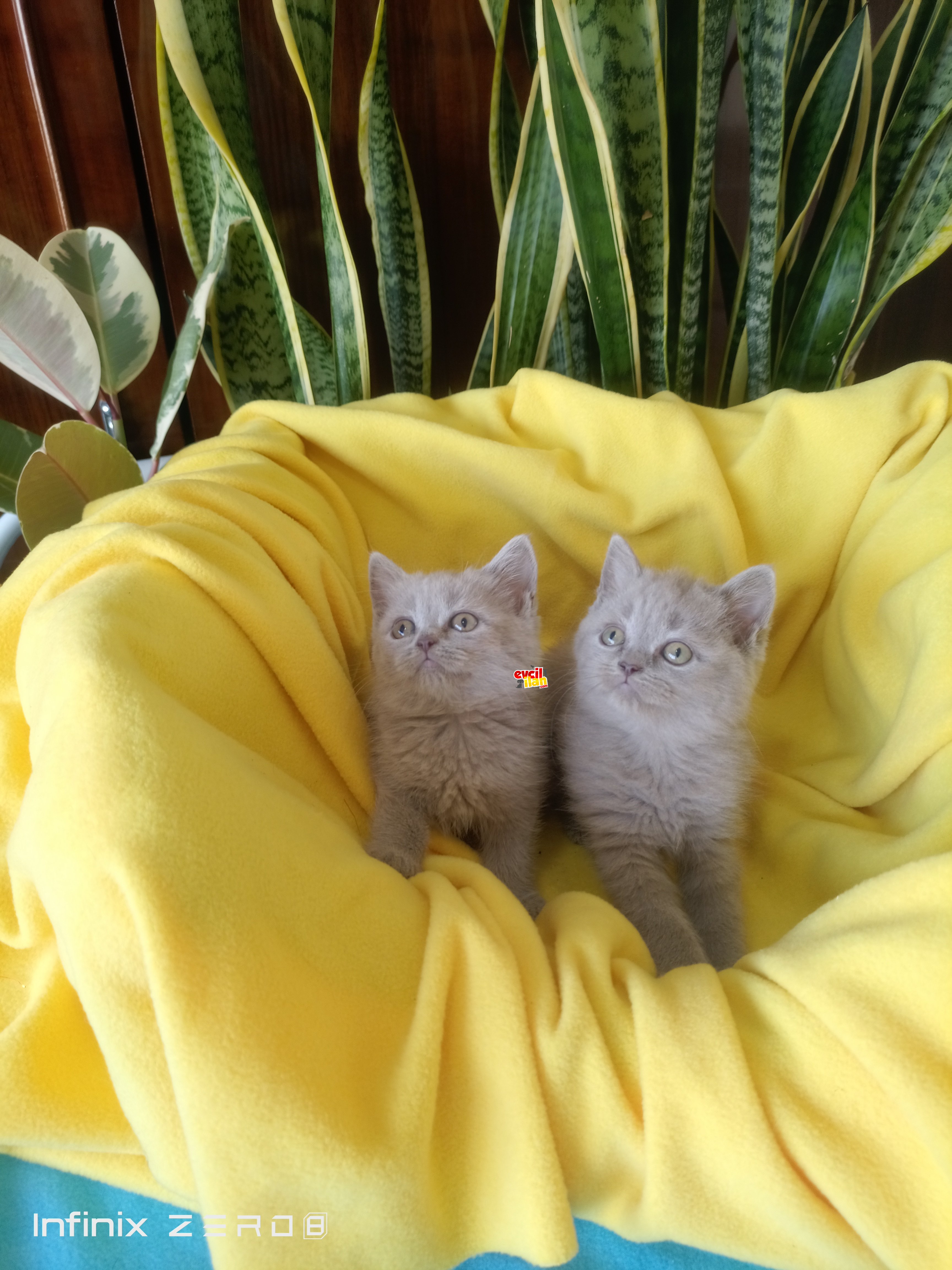 British shorthair yavrular