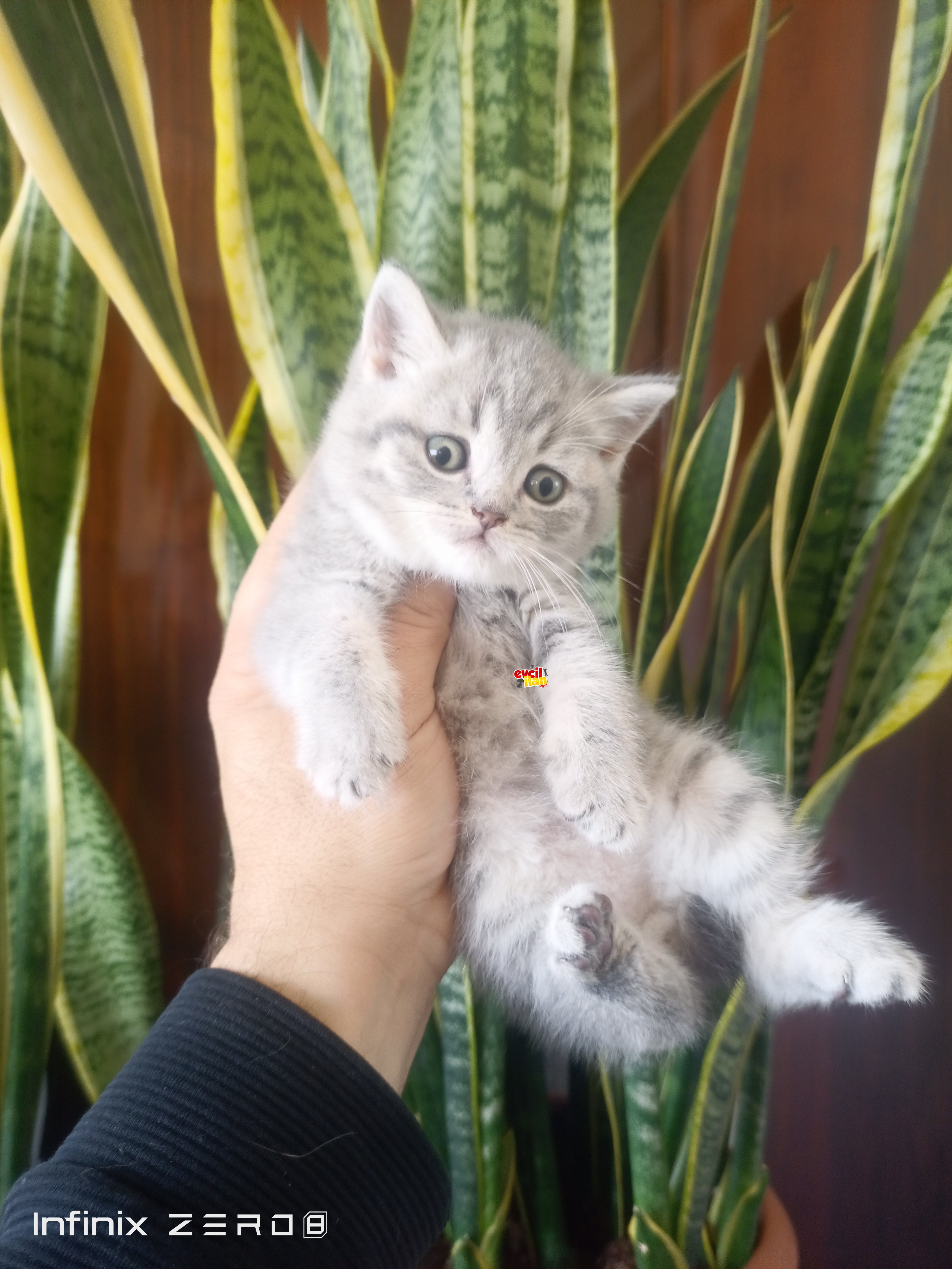 British shorthair yavrular